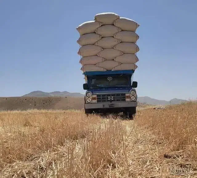 کاه گندم نرم درجه یک کته ای .|حیوانات مزرعه|پاسارگاد, |دیوار