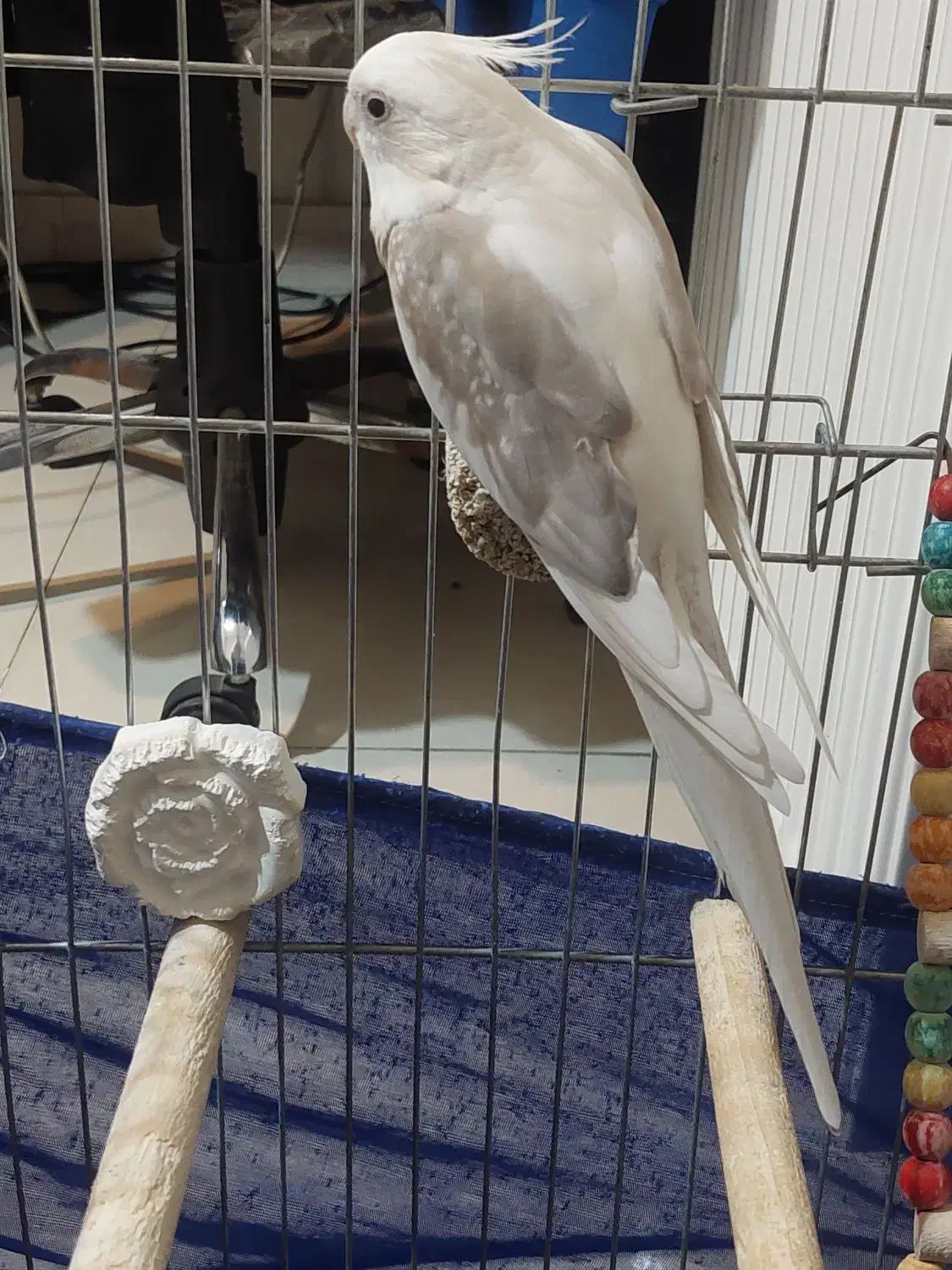 عروس هلندی نر|پرنده|تهران, یاخجی آباد|دیوار