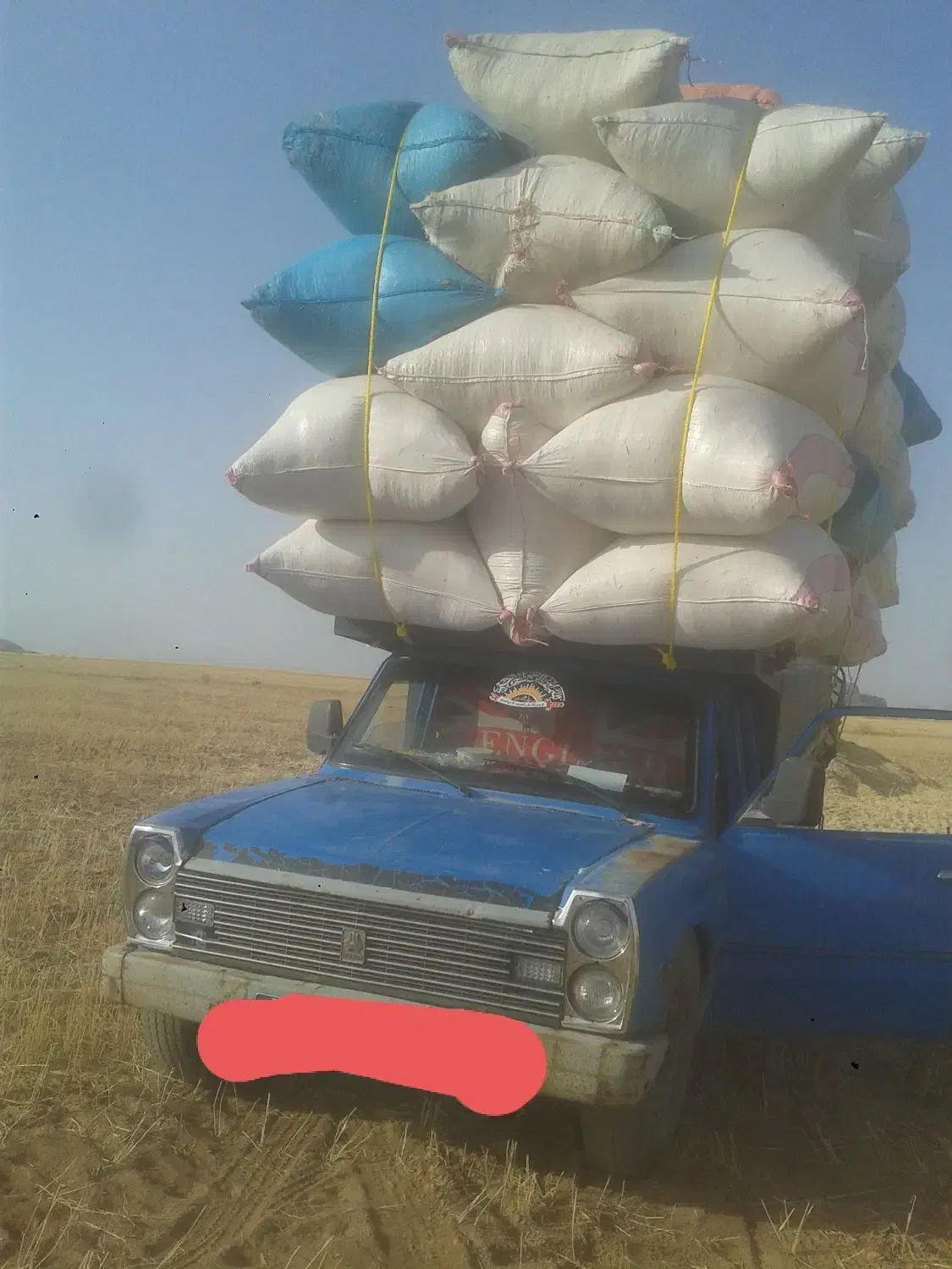 کاه|خدمات باغبانی و درختکاری|محمدشهر, عباس آباد|دیوار