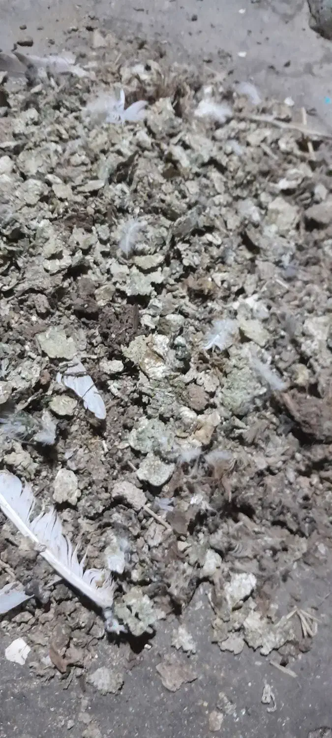 حدود ده تا گونی فضله کبوتر بدونه آشغال|خدمات باغبانی و درختکاری|لنجان, |دیوار