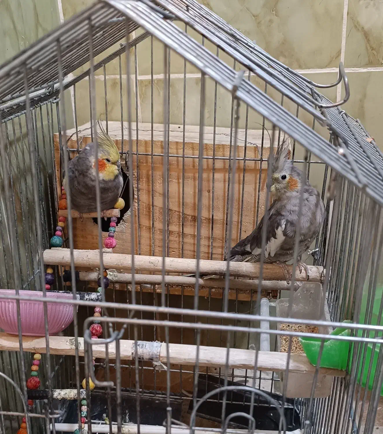 تعدادی طوطی برزیلی و عروس هلندی به فروش میرسد|پرنده|نورآباد ممسنی, |دیوار