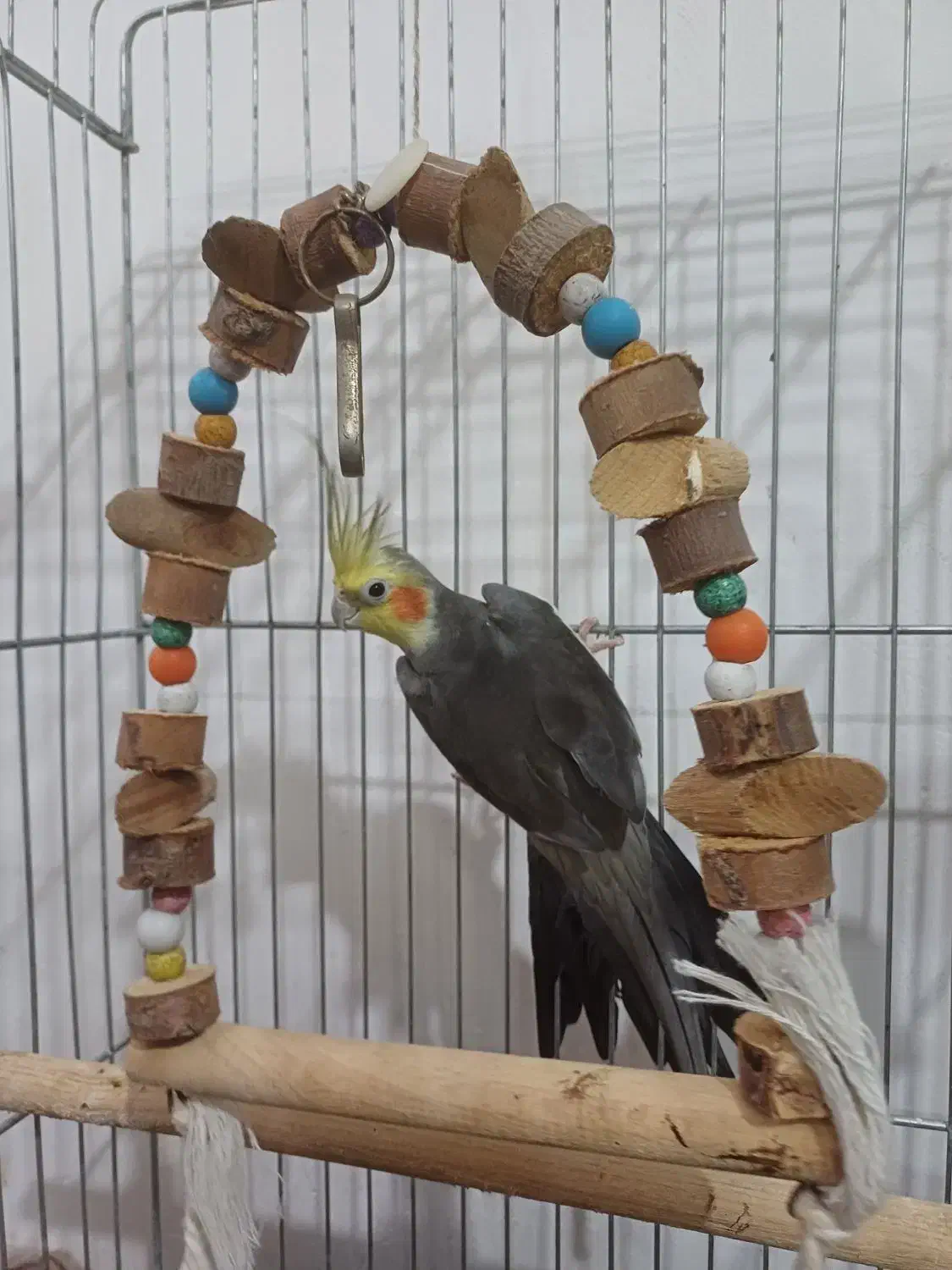 معاوضه عروس هلندی با مرغ|پرنده|آبیک, |دیوار