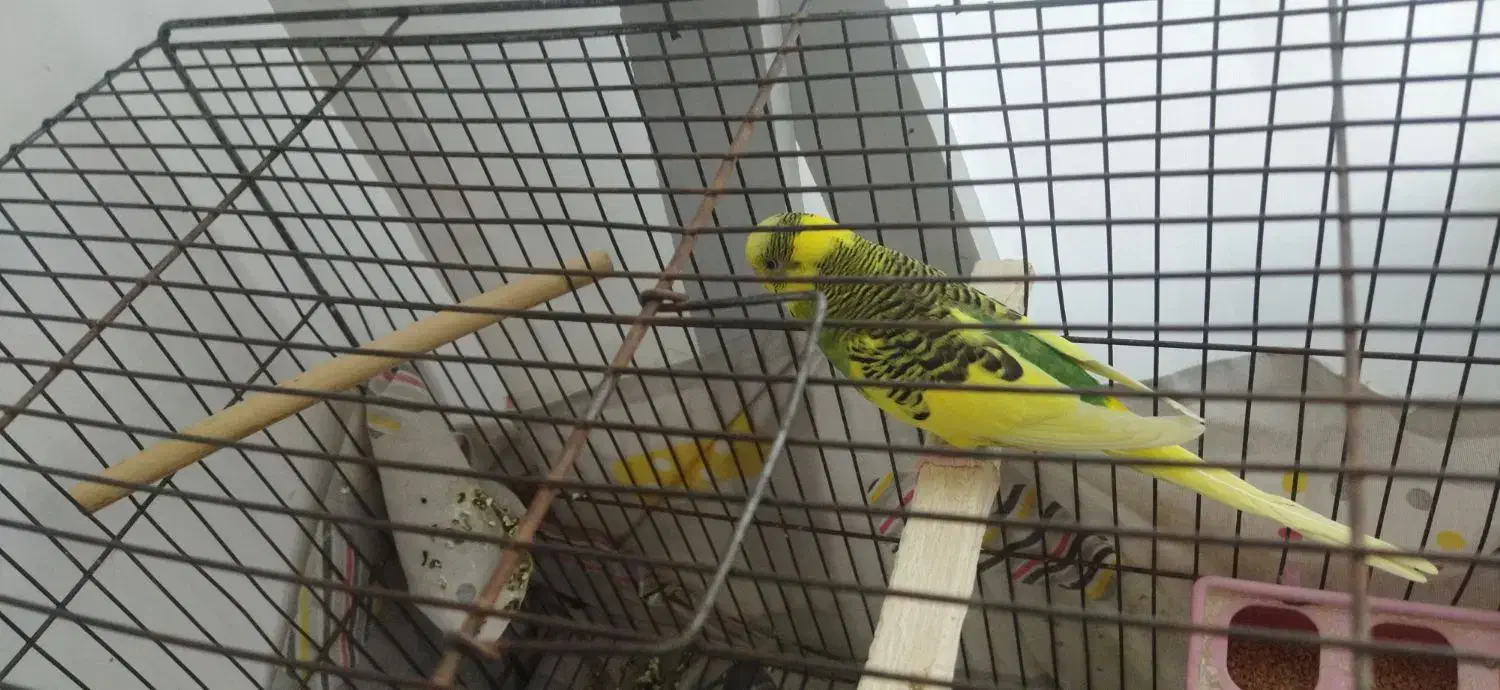 مرغ عشق نر|پرنده|بوکان, |دیوار