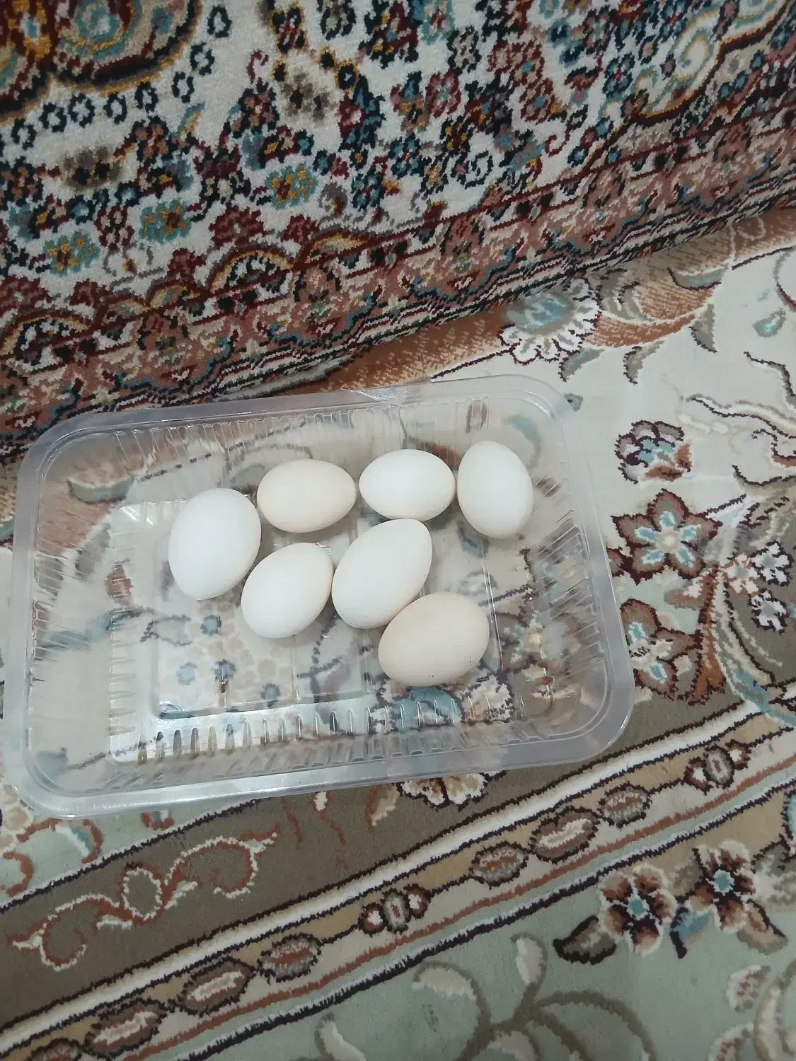 تخم مرغ محلی مرغ گلین|خوردنی و آشامیدنی|زنجان, |دیوار