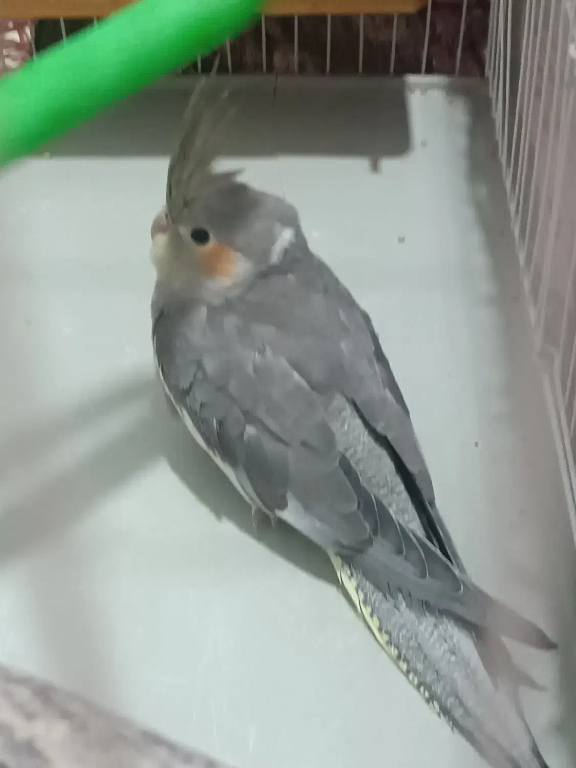 عروس هلندی 7ماهه|پرنده|مشهد, هدایت|دیوار