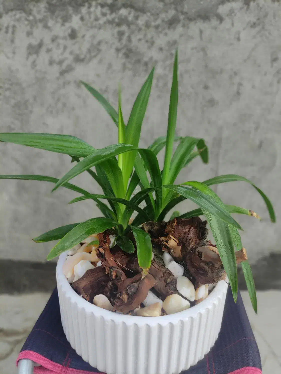 گل آپارتمانی بونسای کادو خاص با گلدان سفالی مخصوص|گل و گیاه طبیعی|مشهد, کارمندان دوم|دیوار