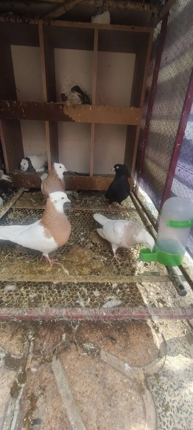 تعدادی پرنده درجه یک|پرنده|سیرجان, |دیوار