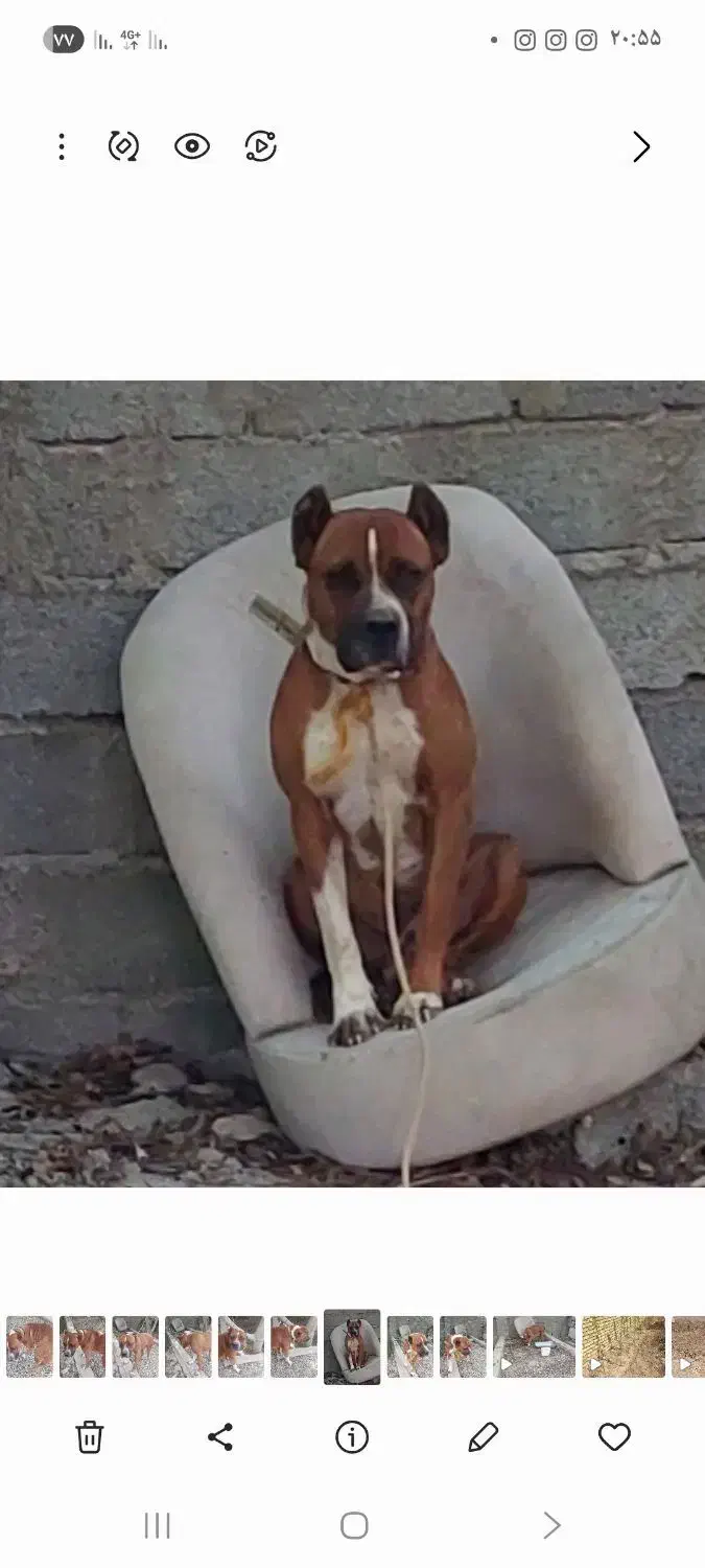 پیتبول نر|سگ|تهران, فردوس|دیوار