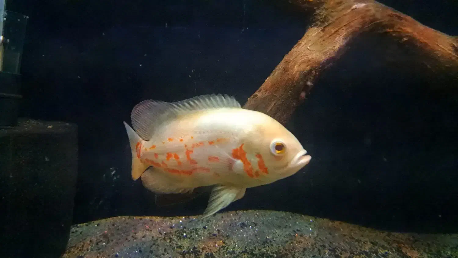 ماهی اسکار|ماهی|شاهینشهر, خانه کارگر|دیوار