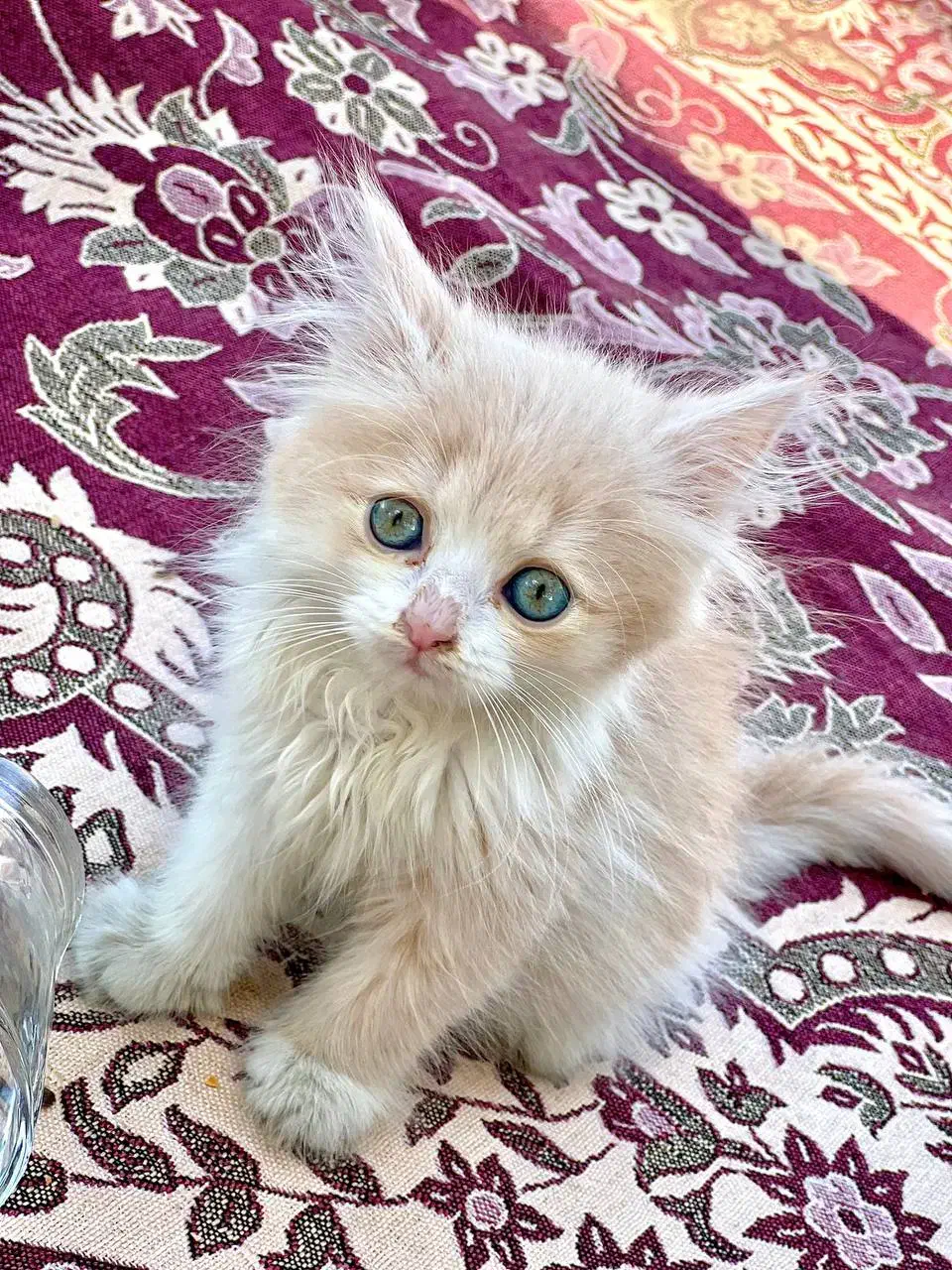 گربه|گربه|بانه, |دیوار