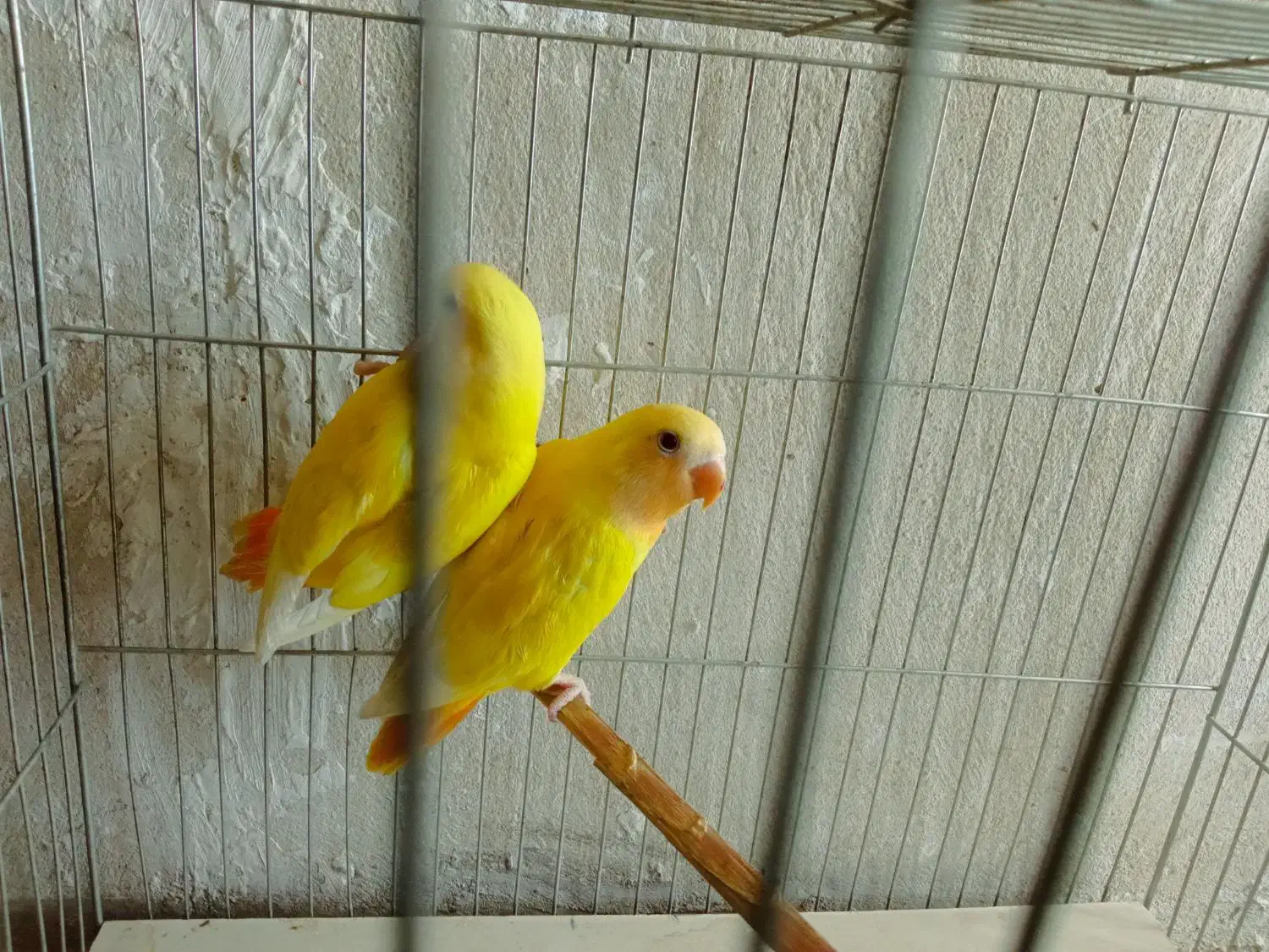 طوطی برزیلی|پرنده|شیراز, لاله|دیوار