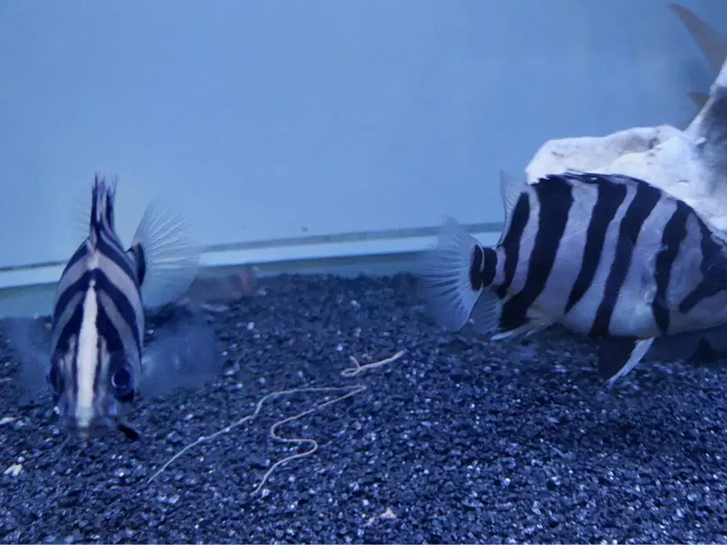 ماهی تایگر سوماترا|ماهی|بروجرد, |دیوار