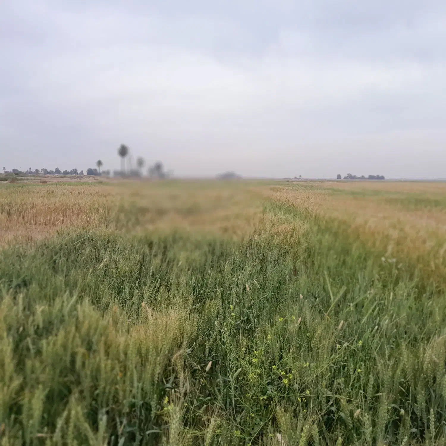 زمین کشاورزی ۱۲ هتکار اجاره میدم|اجارهٔ دفتر صنعتی، کشاورزی، تجاری|شادگان, |دیوار