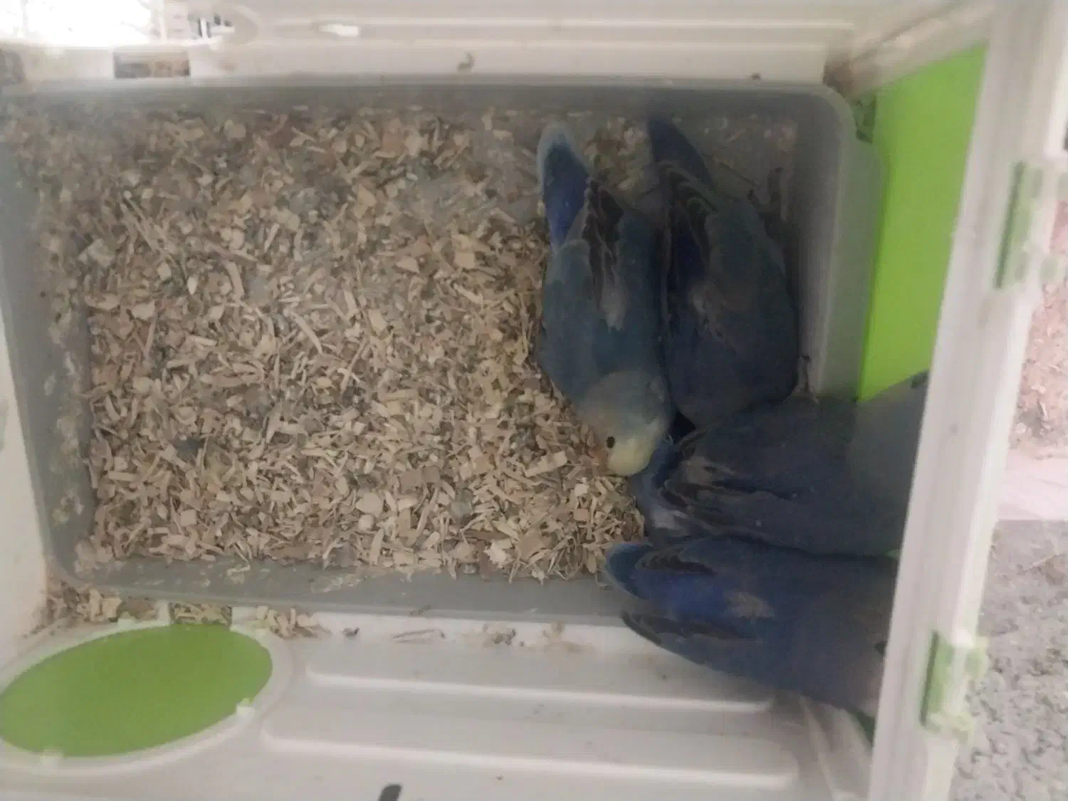 طوطی برزیلی|پرنده|صالح آباد, |دیوار