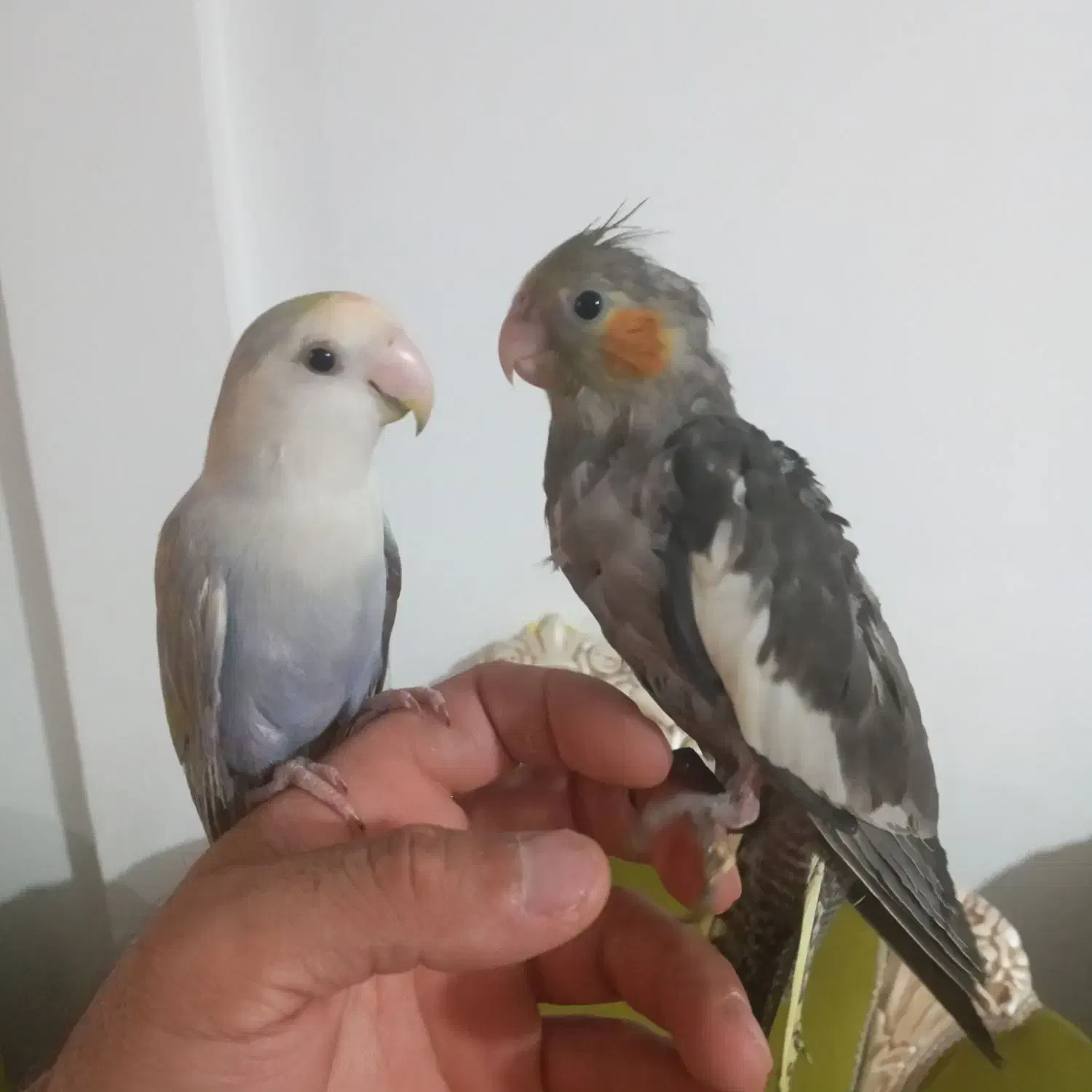 جوجه برزیلی با جوجه عروس|پرنده|پاکدشت, پاکدشت (مامازند)|دیوار