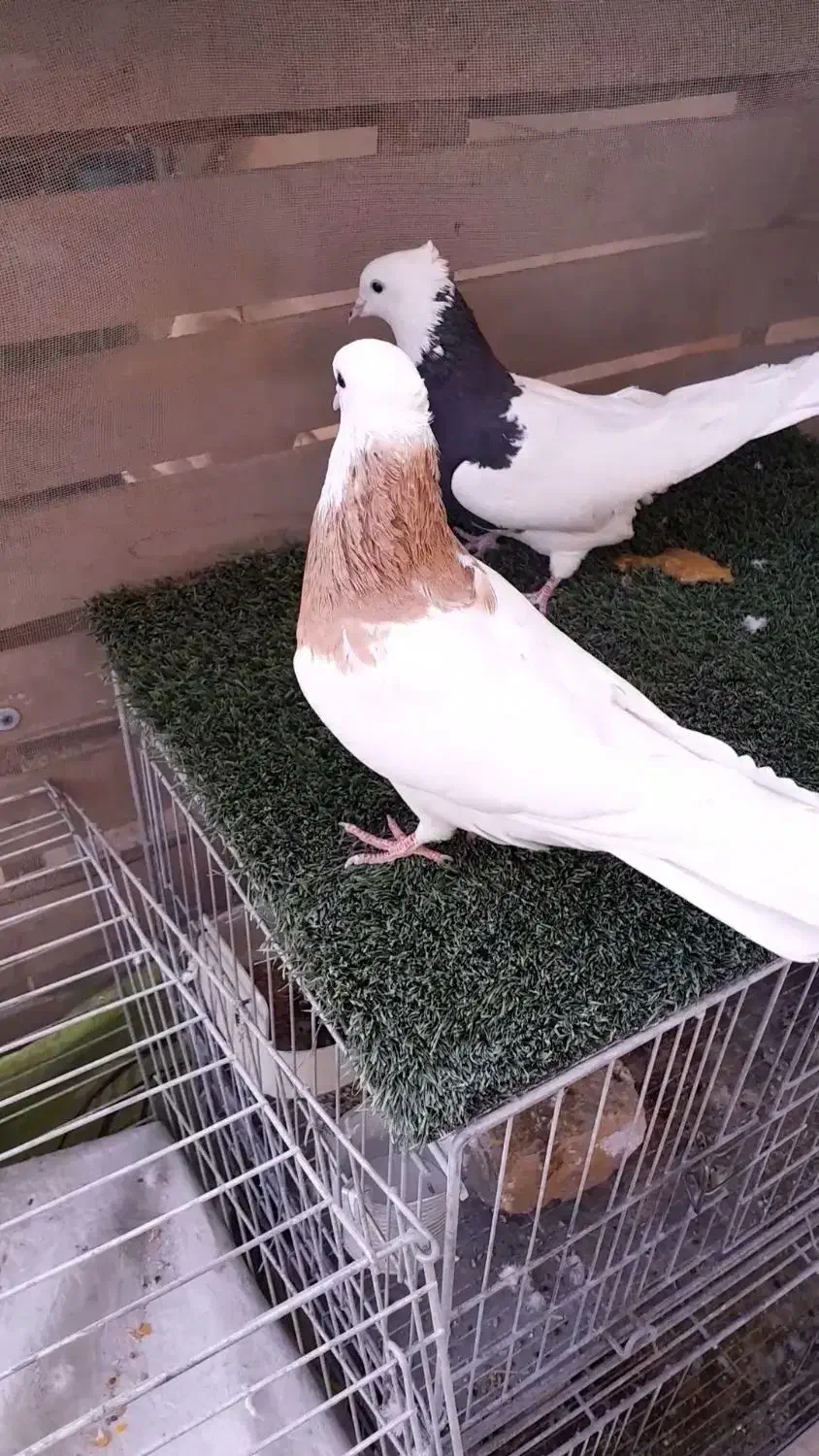 کبوتر طوقی|پرنده|خمینی‌شهر, |دیوار