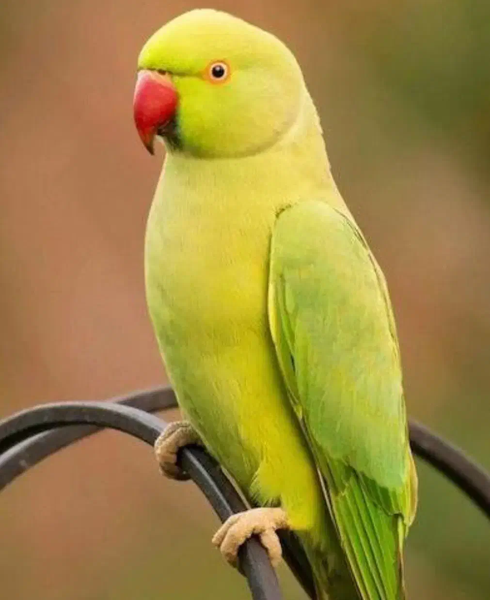 طوطی ملنگو|پرنده|زرند, |دیوار