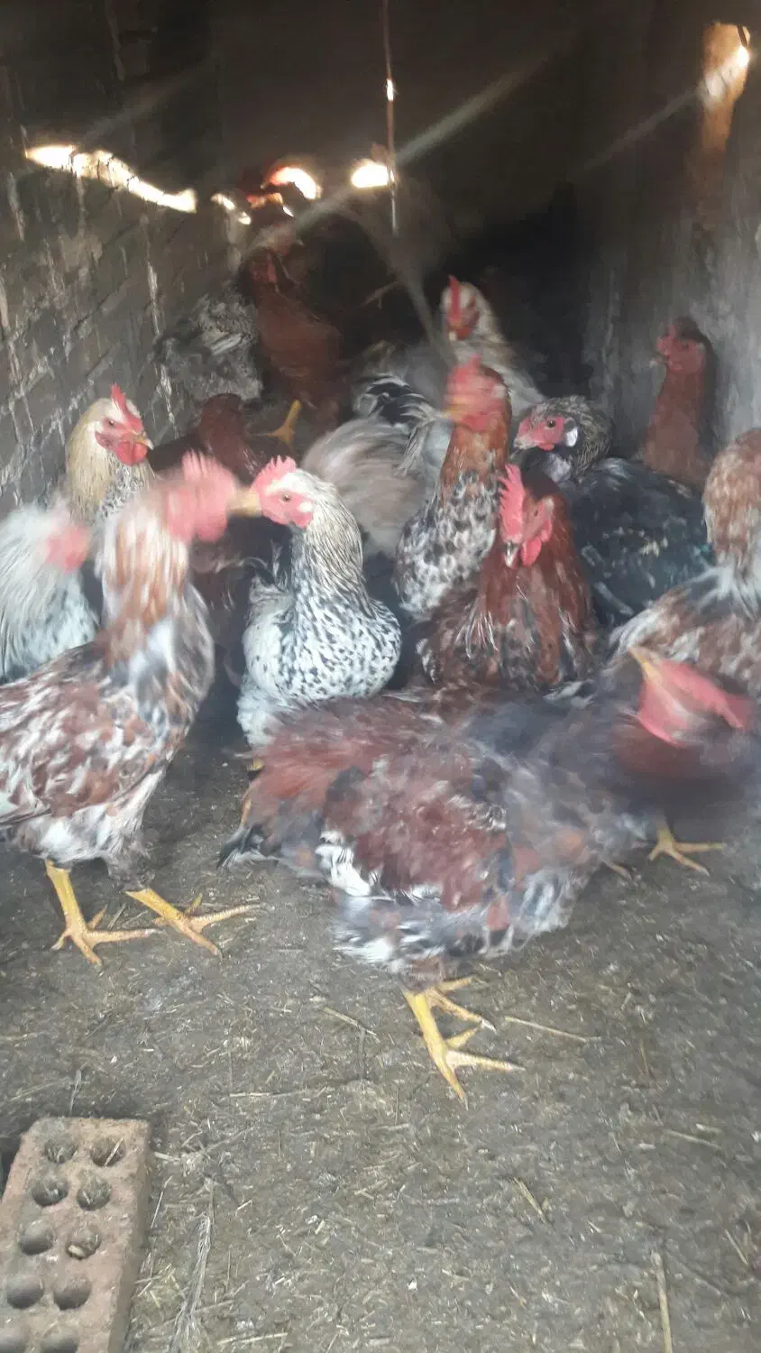 خروس جوان|حیوانات مزرعه|خوی, |دیوار