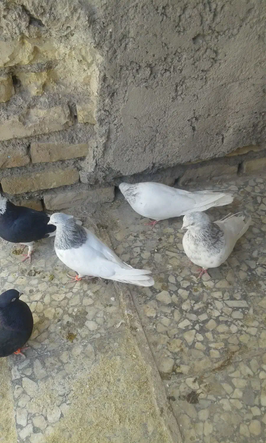 چند جفت کبوتر فروشی|پرنده|جیرفت, |دیوار