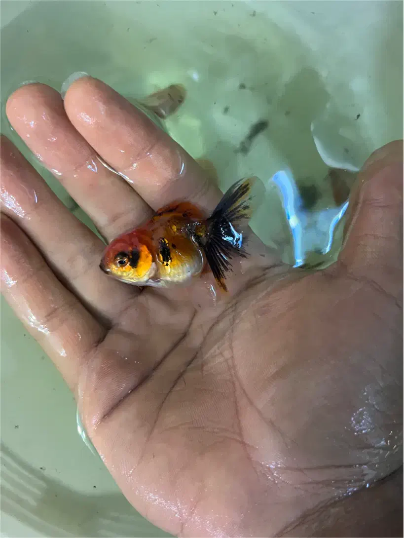 گلدفیش اورندا کالیکو گرید a|ماهی|قم, هفت تیر|دیوار