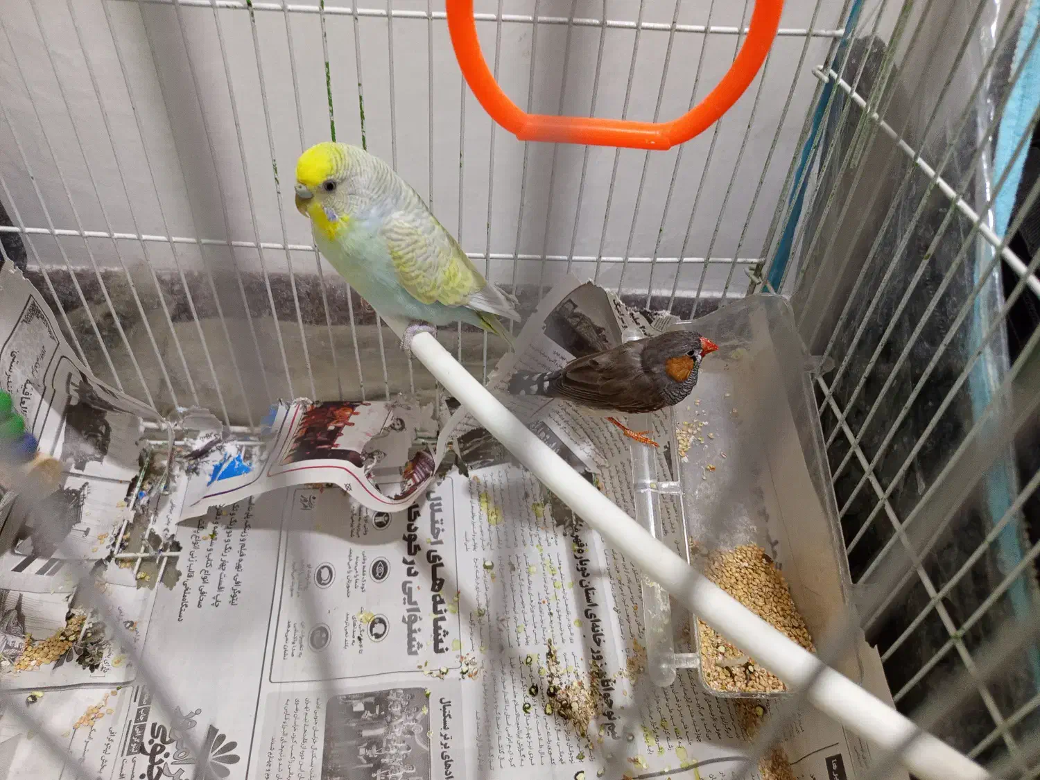 مرغ عشق ماده با فنچ به فروش می رسد|پرنده|بیرجند, |دیوار