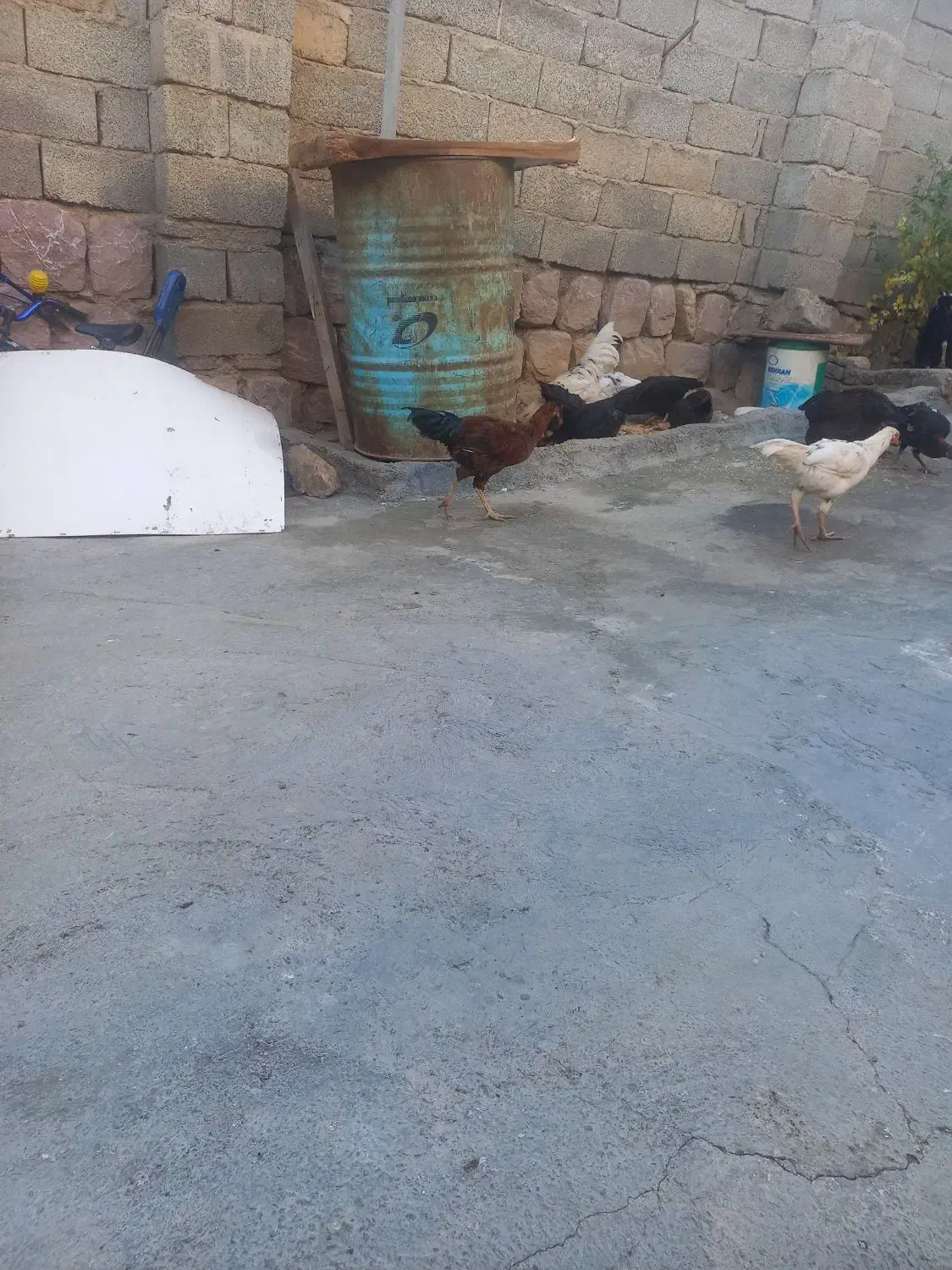 نیمچه خروس و مرغ|حیوانات مزرعه|حسین آباد, |دیوار