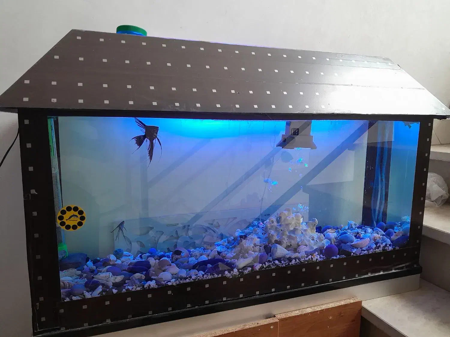 آکواریوم|ماهی|خرم‌آباد, |دیوار