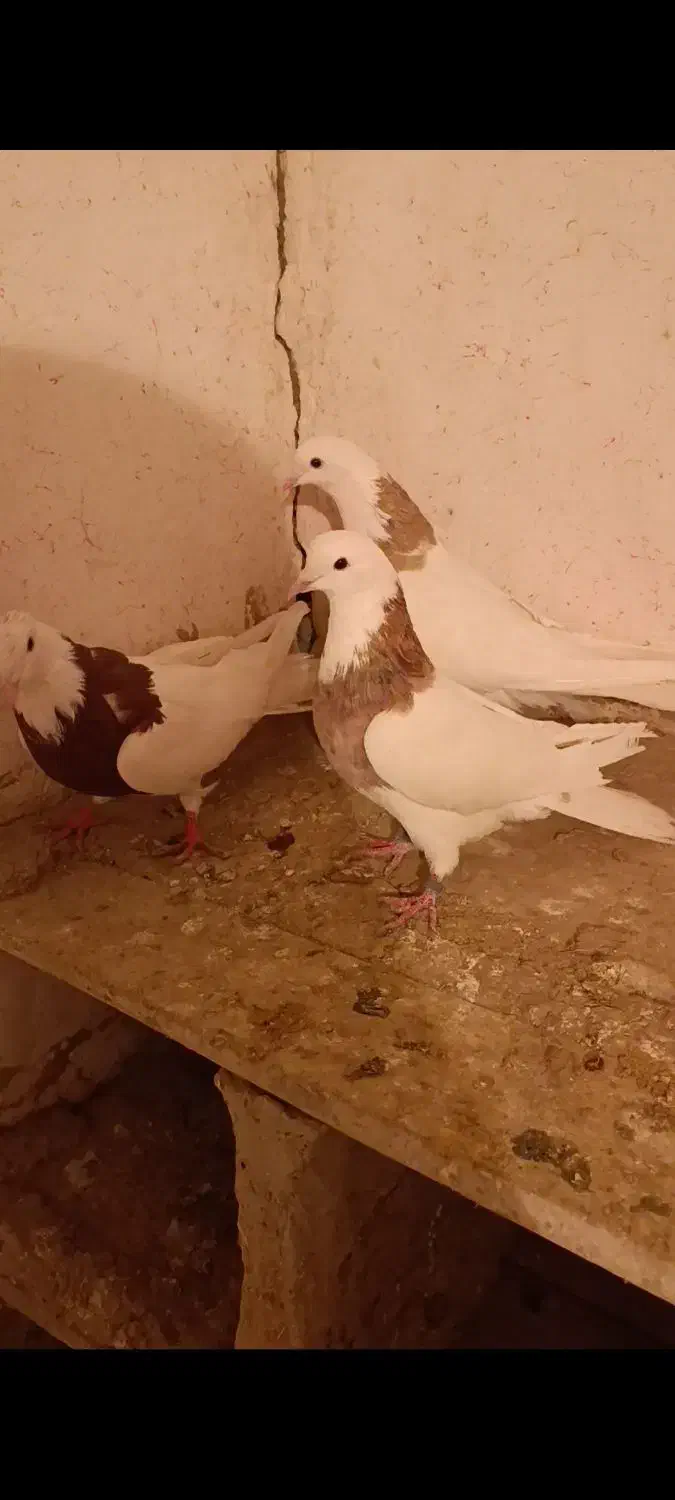 کبوتر طوقی|پرنده|لالجین, |دیوار