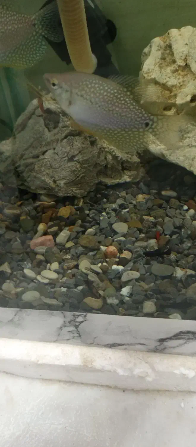 ماهی اکواریومی قیمت مناسب|ماهی|زاهدان, |دیوار