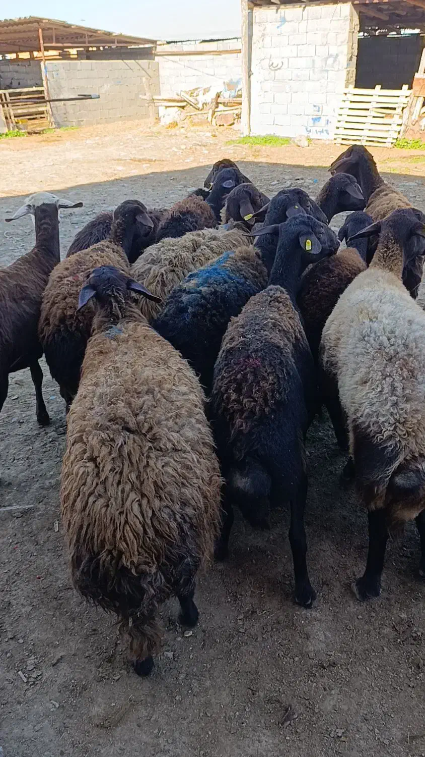 16راس گوسفند سونوگرافی شده ابستن|حیوانات مزرعه|سیمین شهر, |دیوار