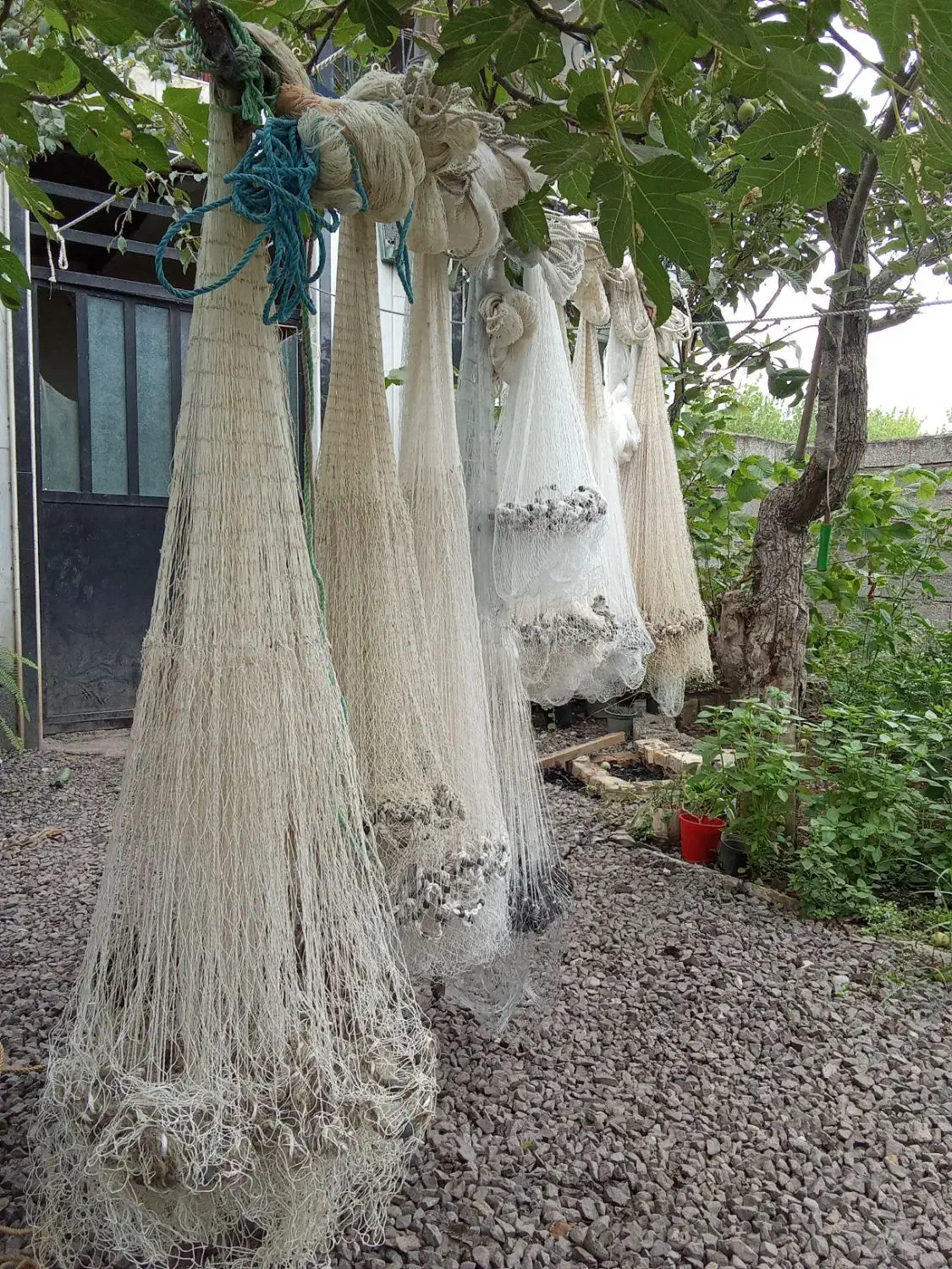 تعداد تور پرتابی یا ماش یا سالک|ماهیگیری|رودسر, |دیوار