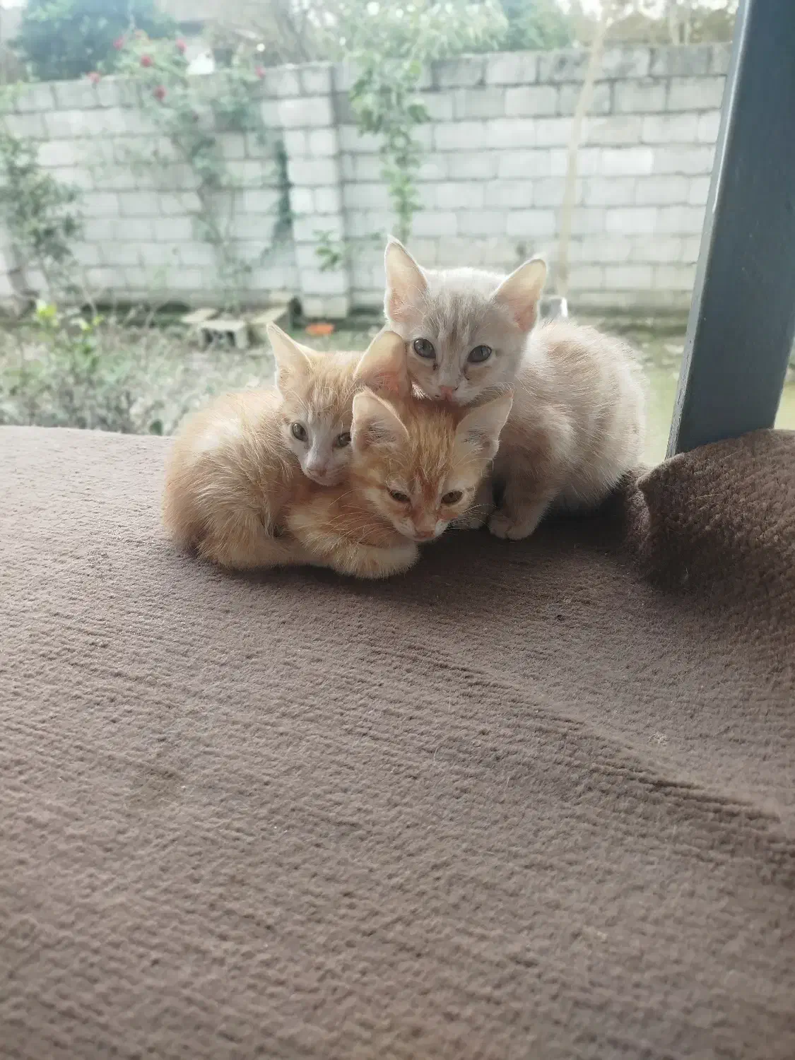 واگذاری رایگان بچه گریه|گربه|پره‌سر, |دیوار