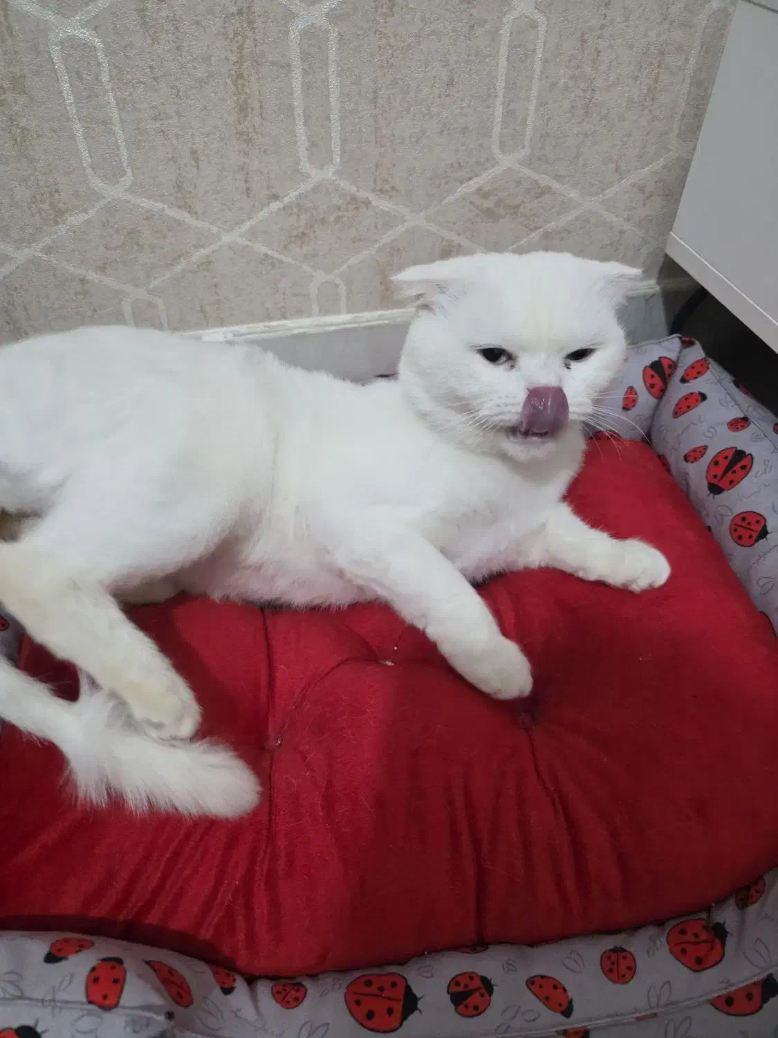 گربه اسکاتیش نر|گربه|قم, بنیاد|دیوار