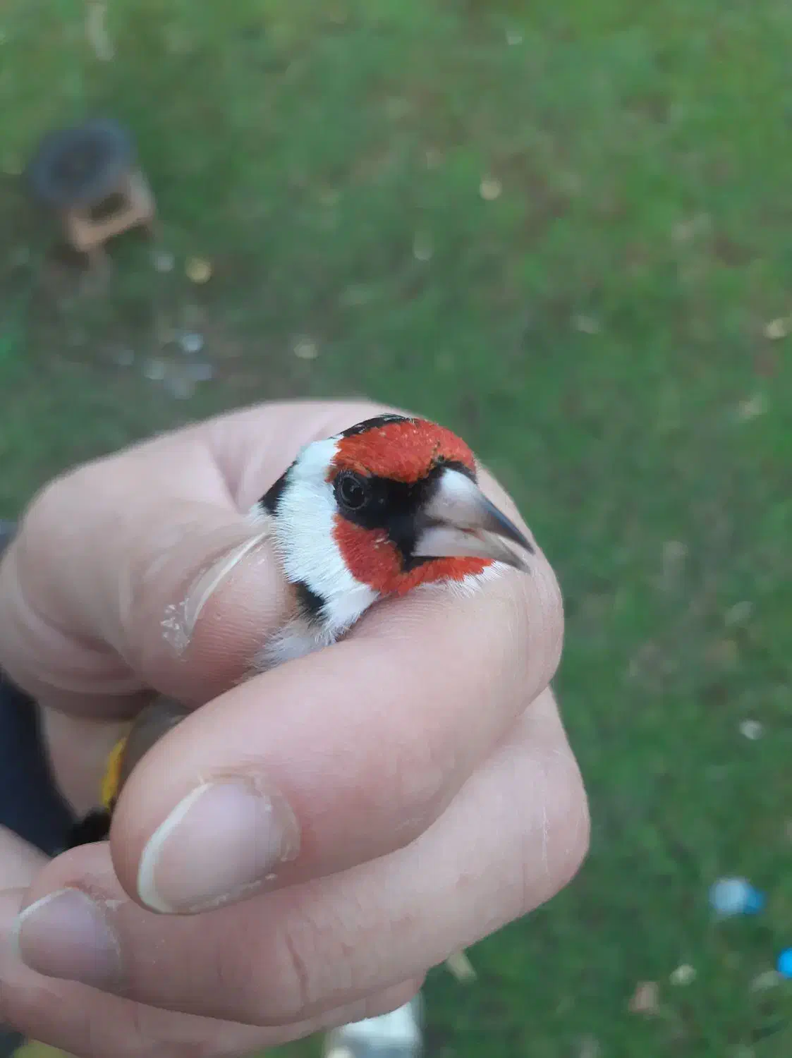 سهره|پرنده|رشت, شهریاران|دیوار