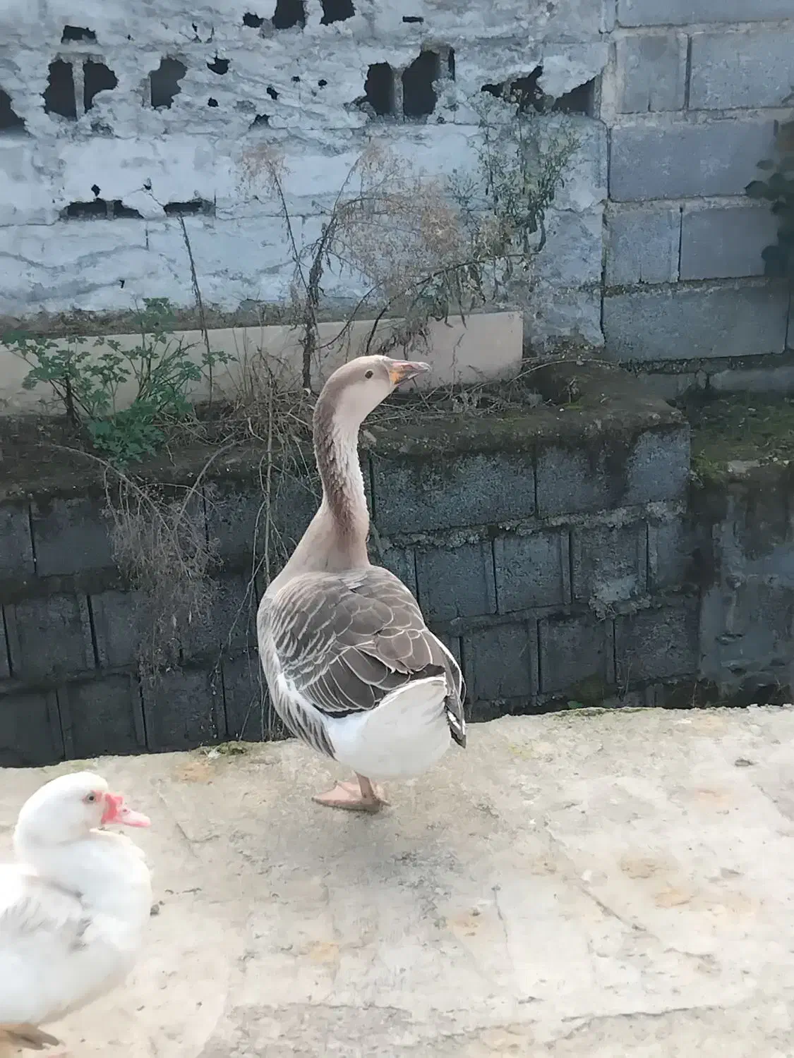 غاز ، اردک اسرائیلی|حیوانات مزرعه|کلاچای, |دیوار