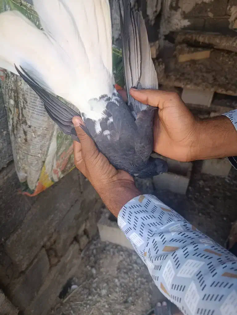 کبوتر دم سفید سالم سرحال نیاز به پول دارم|پرنده|رامهرمز, |دیوار