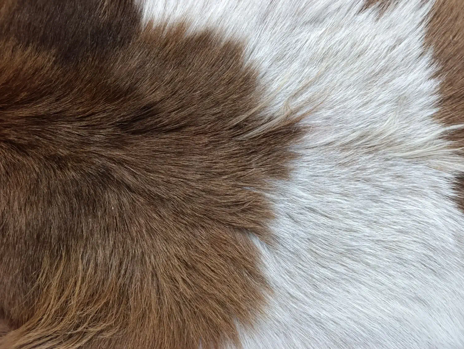 پوست بز طبیعی|صنایع دستی و سایر لوازم تزئینی|مرند, |دیوار