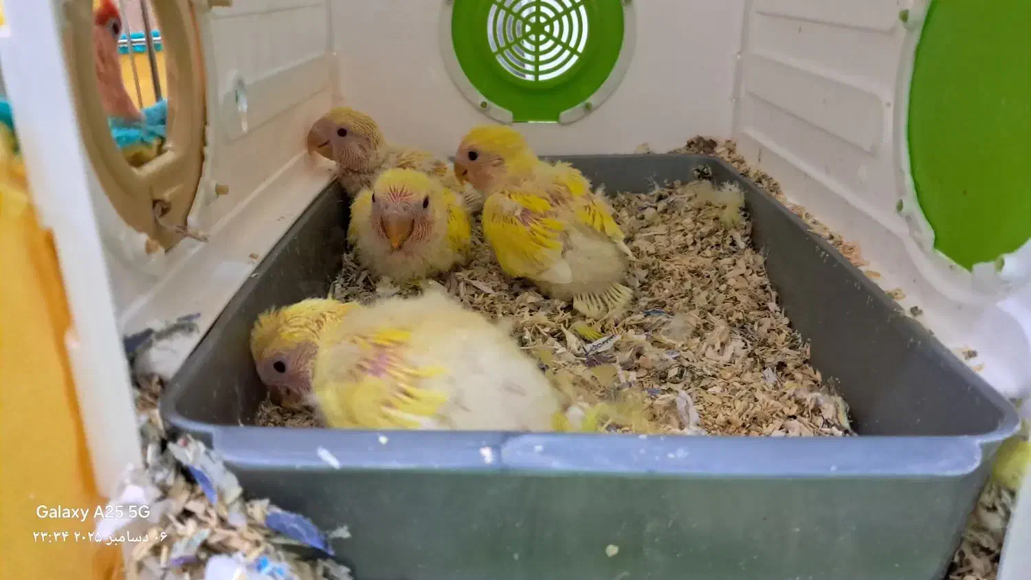 طوطی برزیلی|پرنده|سنندج, |دیوار