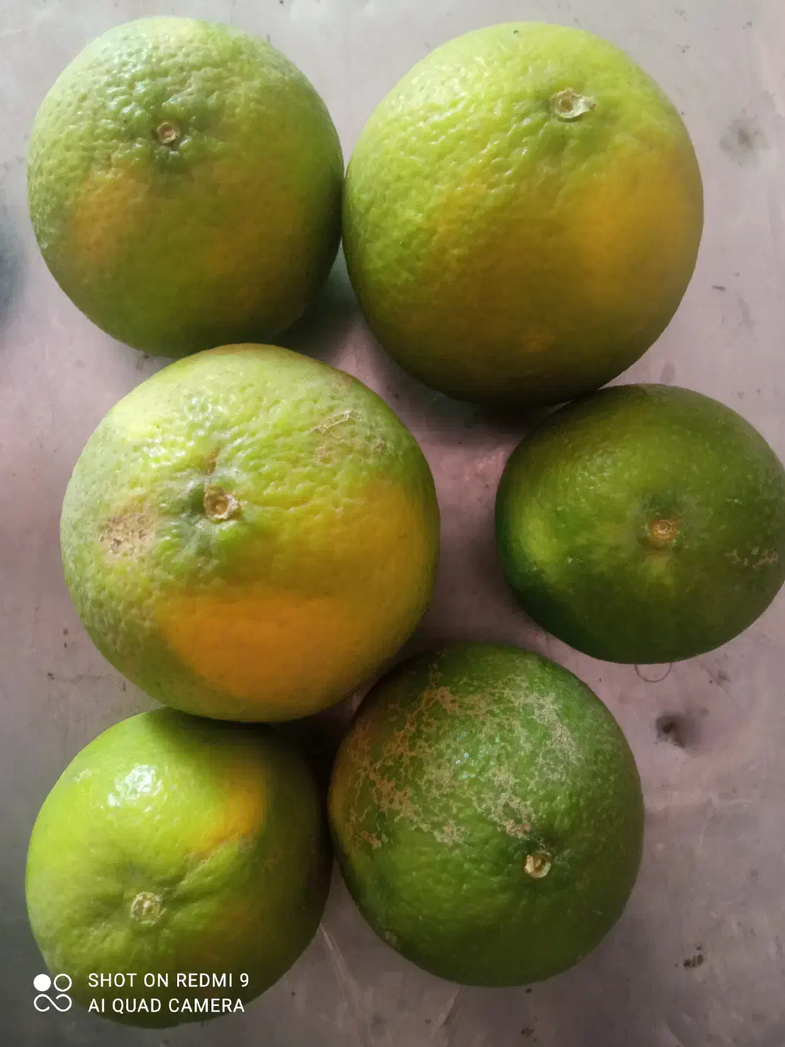 فروش عمده میوه مرکبات از تولید به مصرف|عمدهفروشی|شوش, |دیوار