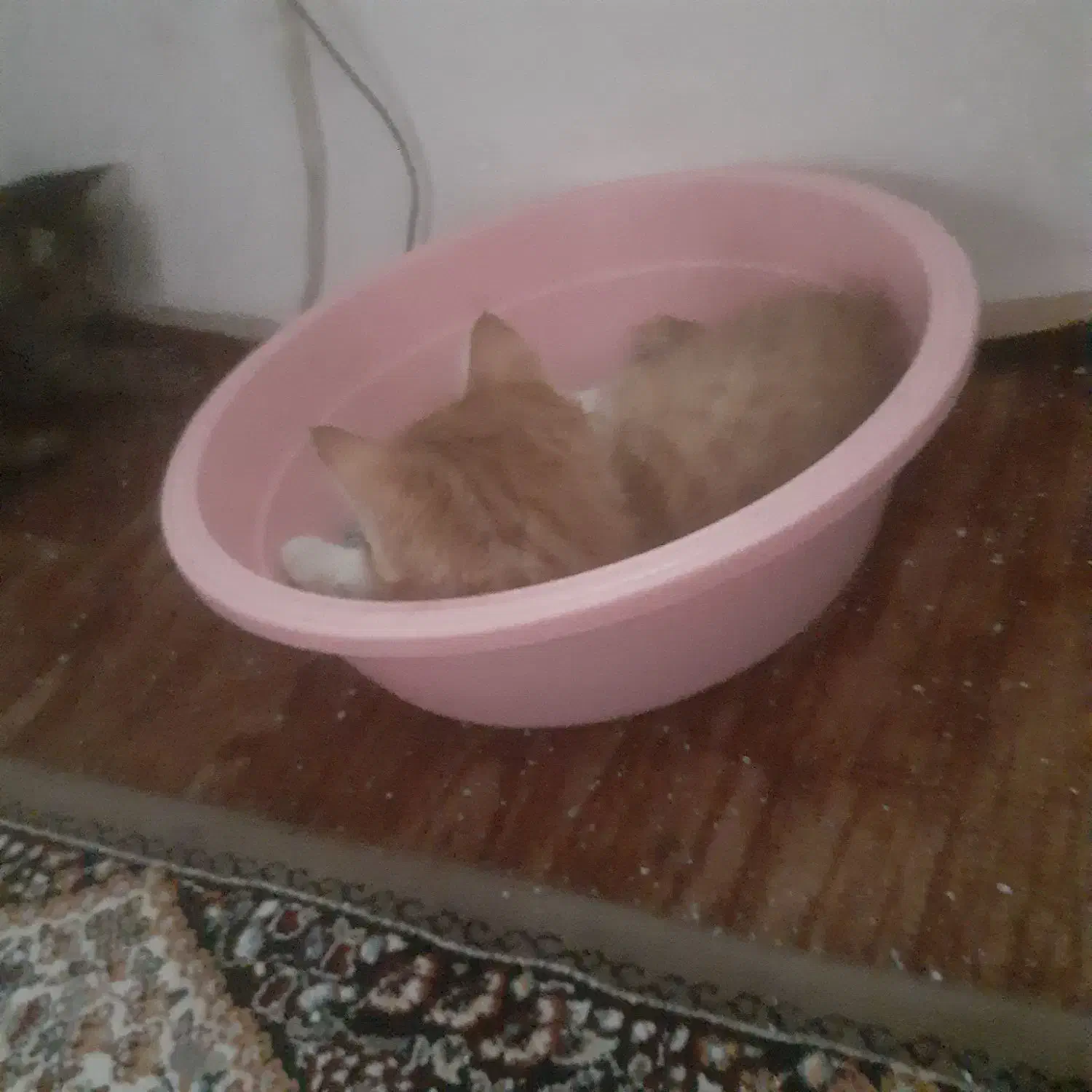 ۲ بچه گربه واگزار میشود|گربه|میاندوآب, |دیوار