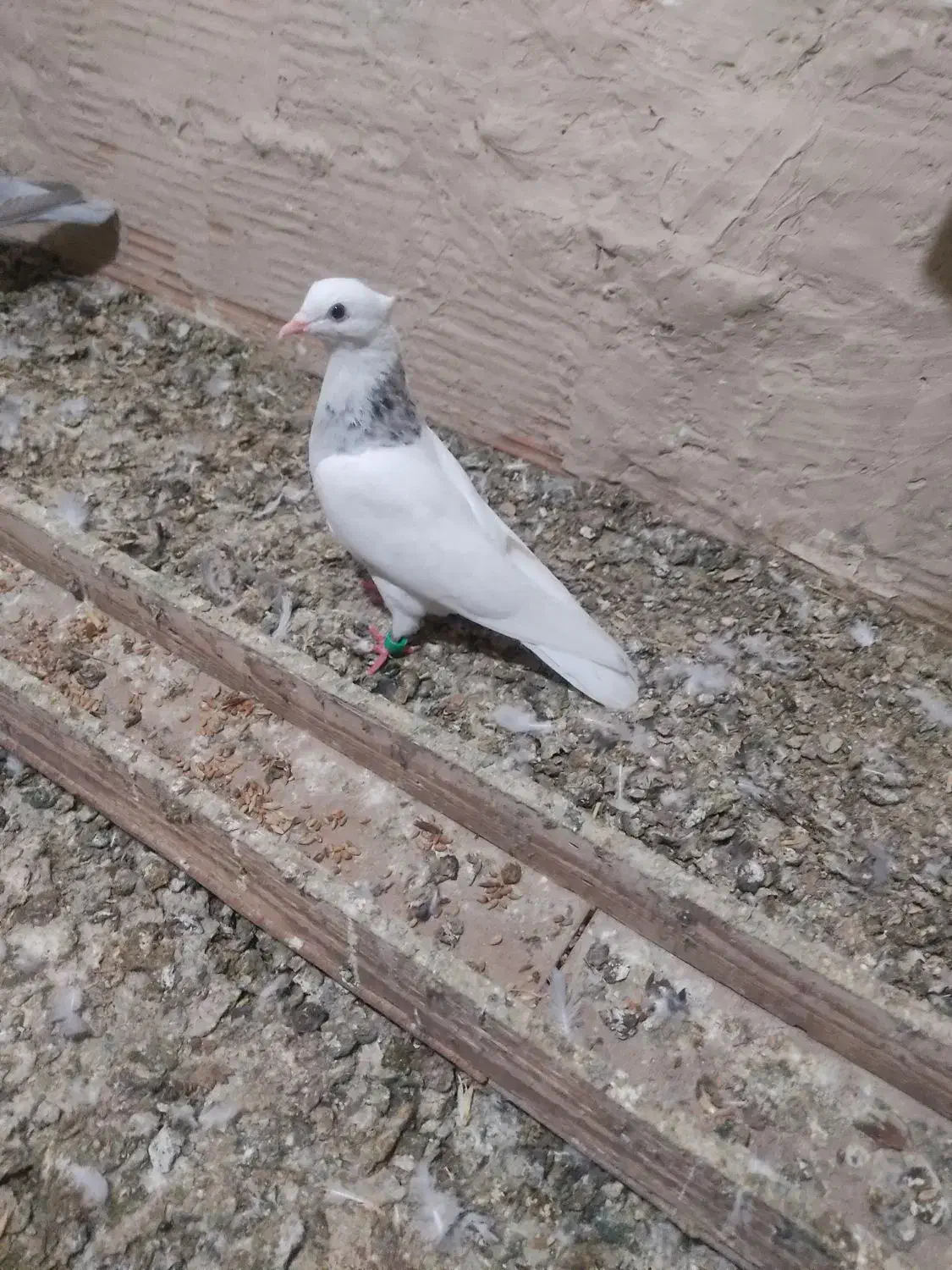 کبوتر طوقی|پرنده|گنبد کاووس, |دیوار