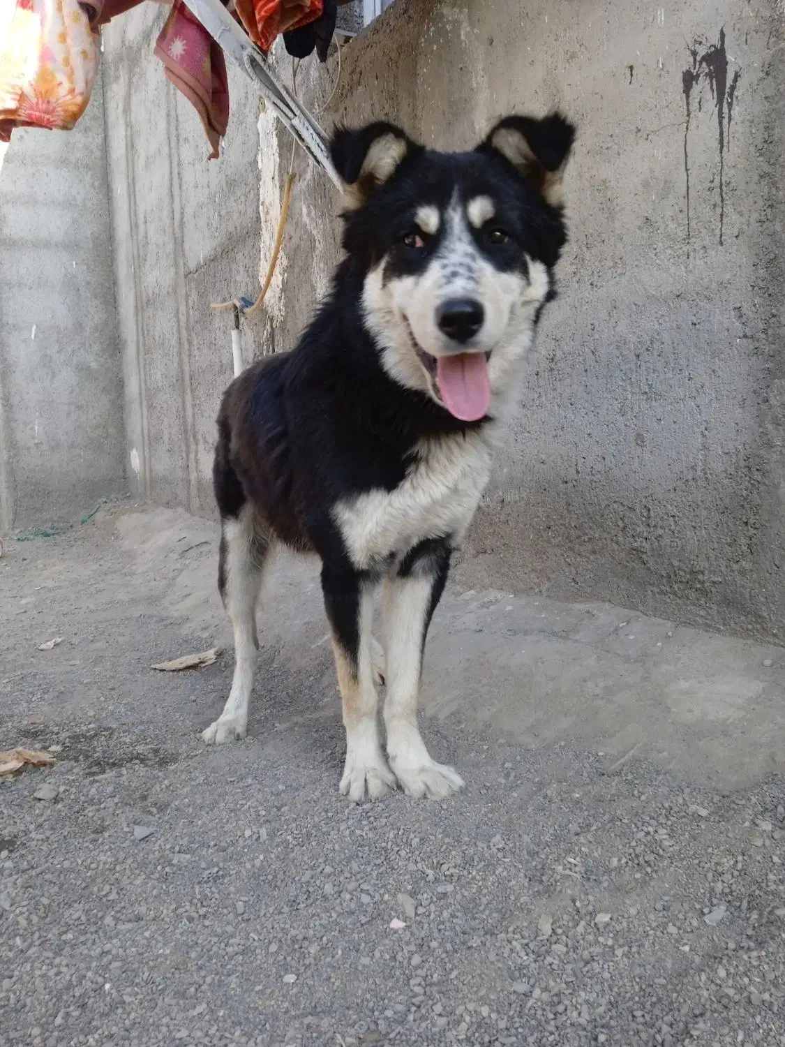 سگ هاسکی باتوله اشپیتز|سگ|مشهد, موسوی قوچانی|دیوار