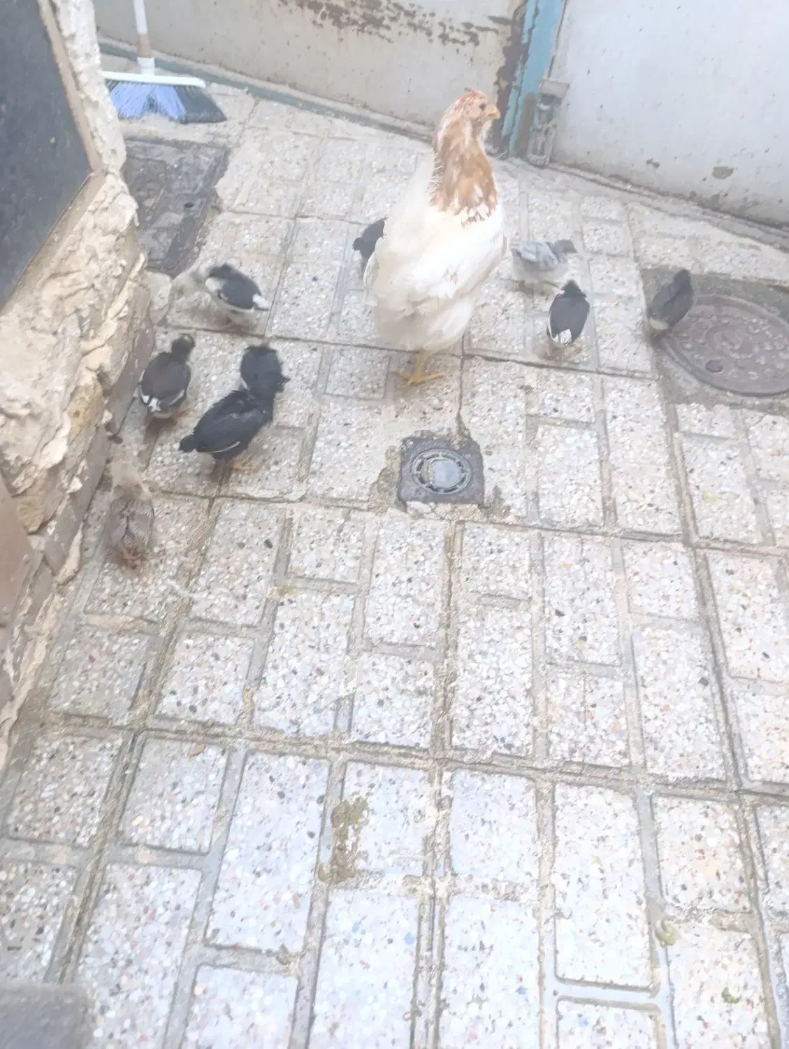 مرغ و جوجه|حیوانات مزرعه|مشهد, سیلو|دیوار