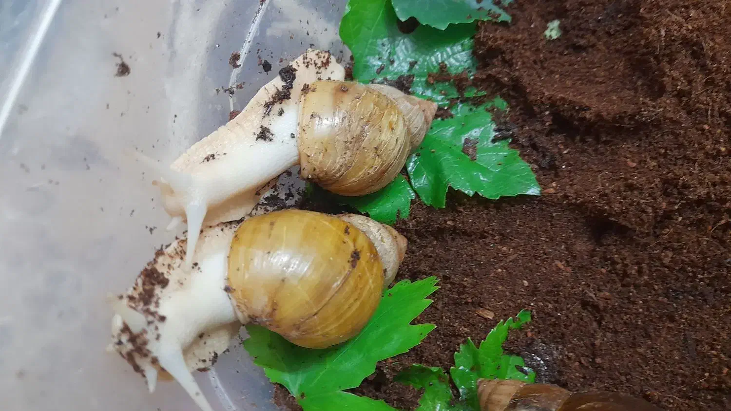 حلزون اچتینا|حیوانات مزرعه|فولادشهر, مسکن مهر فولادشهر|دیوار