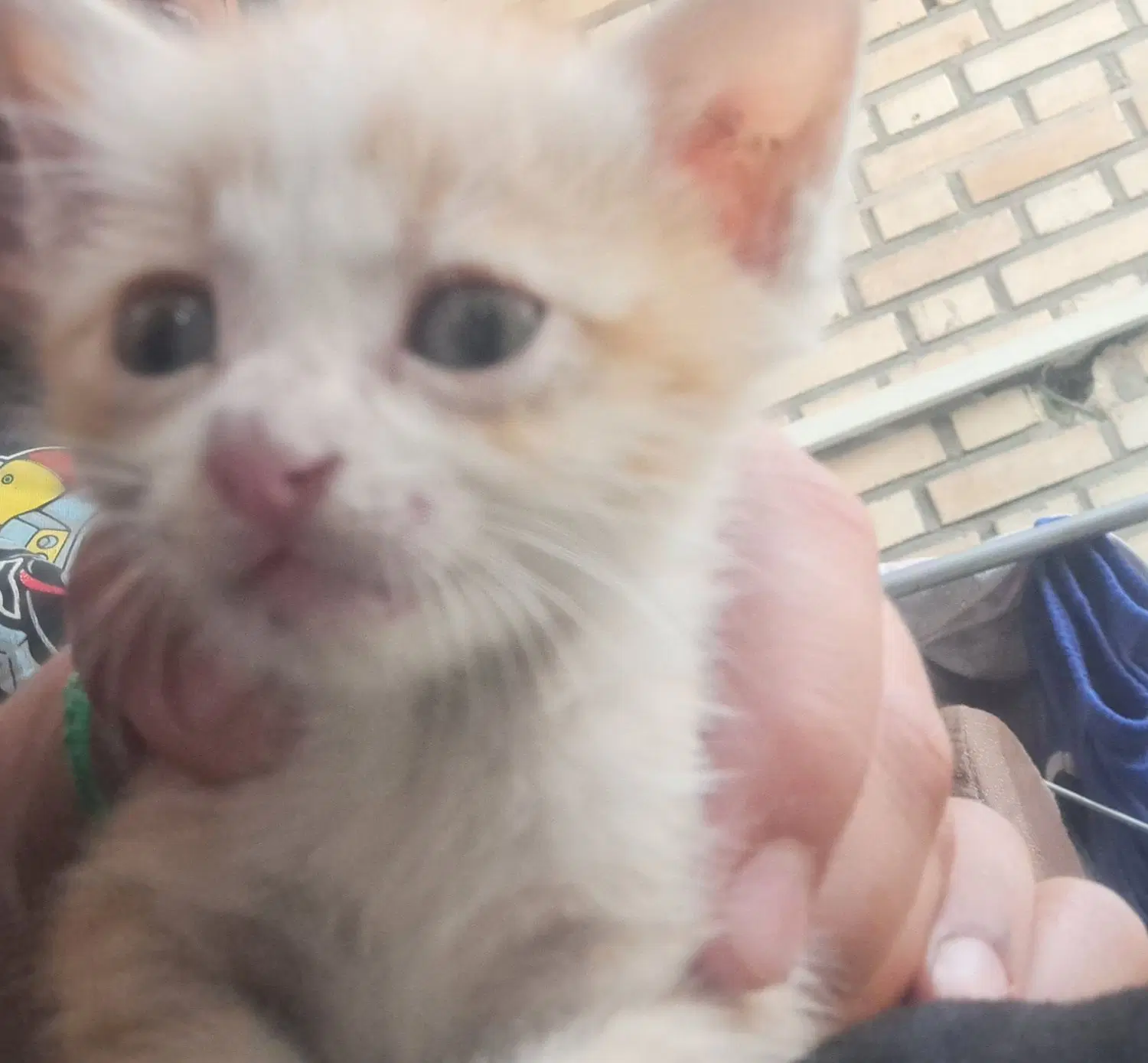 گربه|گربه|خوی, |دیوار