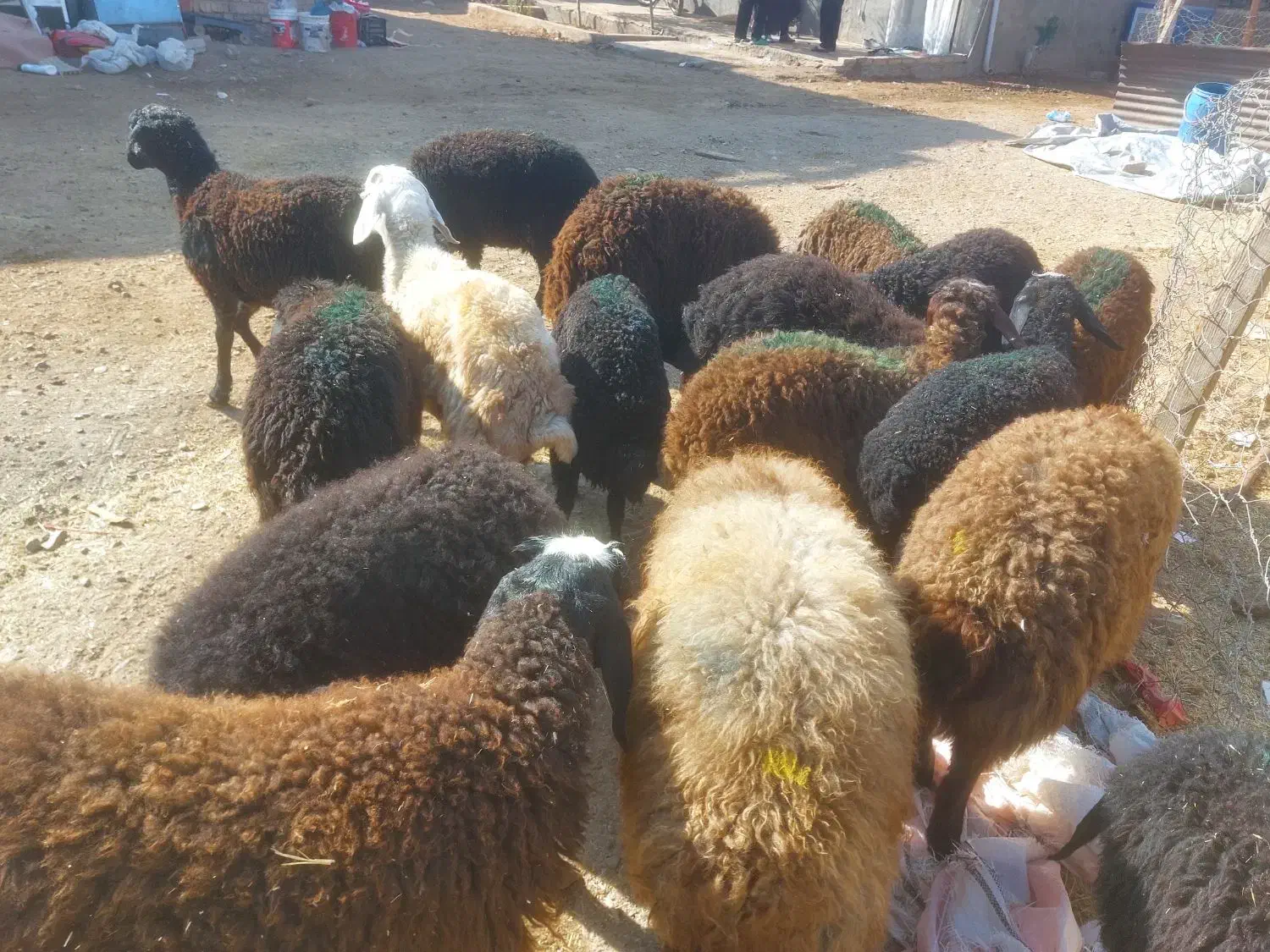 بره نر سبک سنگین وزن ۳۰ تا ۳۵ کیلو|حیوانات مزرعه|قزوین, |دیوار