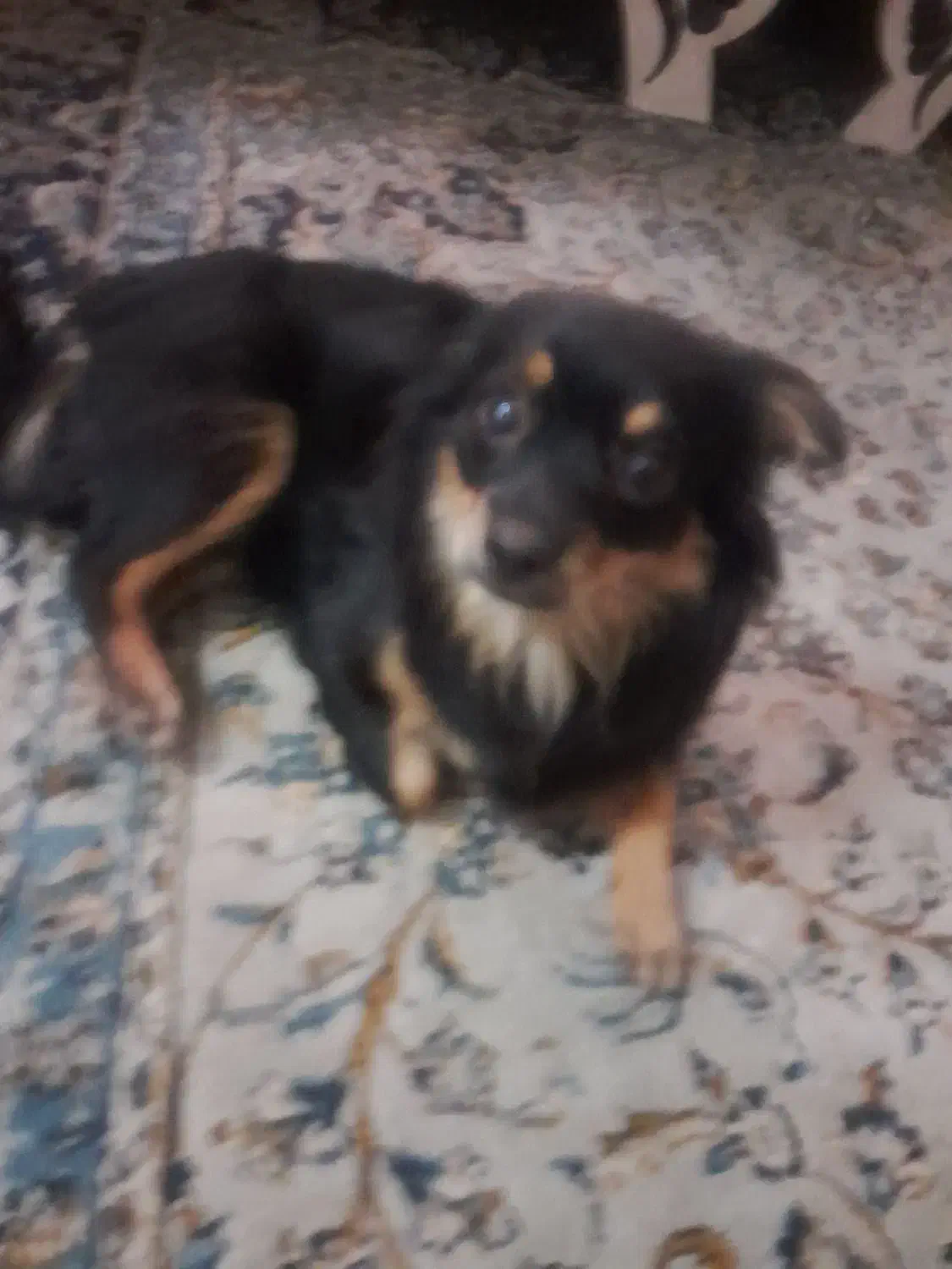 سگ نژاد دار|سگ|محمدشهر, محمدشهر|دیوار