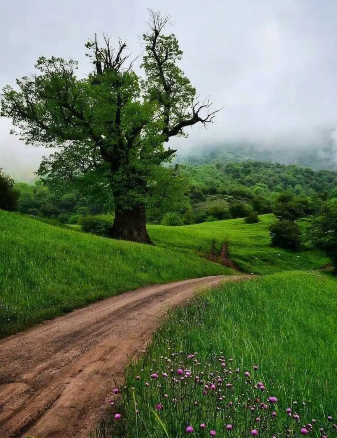 همسفر برای طبیعت گردی|فعالیت داوطلبانه|رشت, منظریه|دیوار