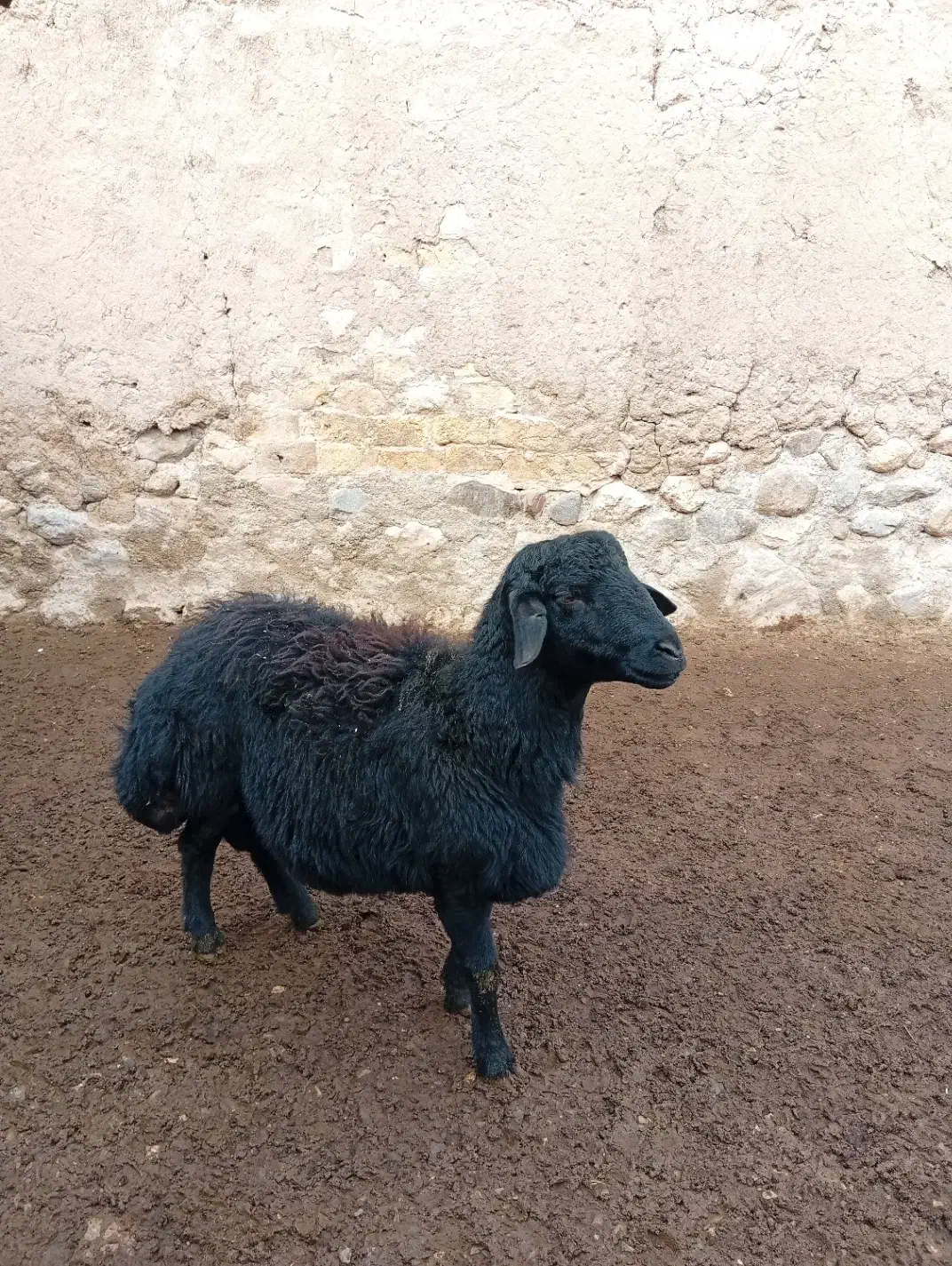 قوچ قره قزل|حیوانات مزرعه|زنجانرود, |دیوار