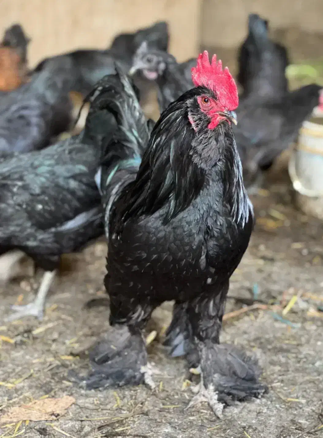 خروس|حیوانات مزرعه|مبارکه, |دیوار